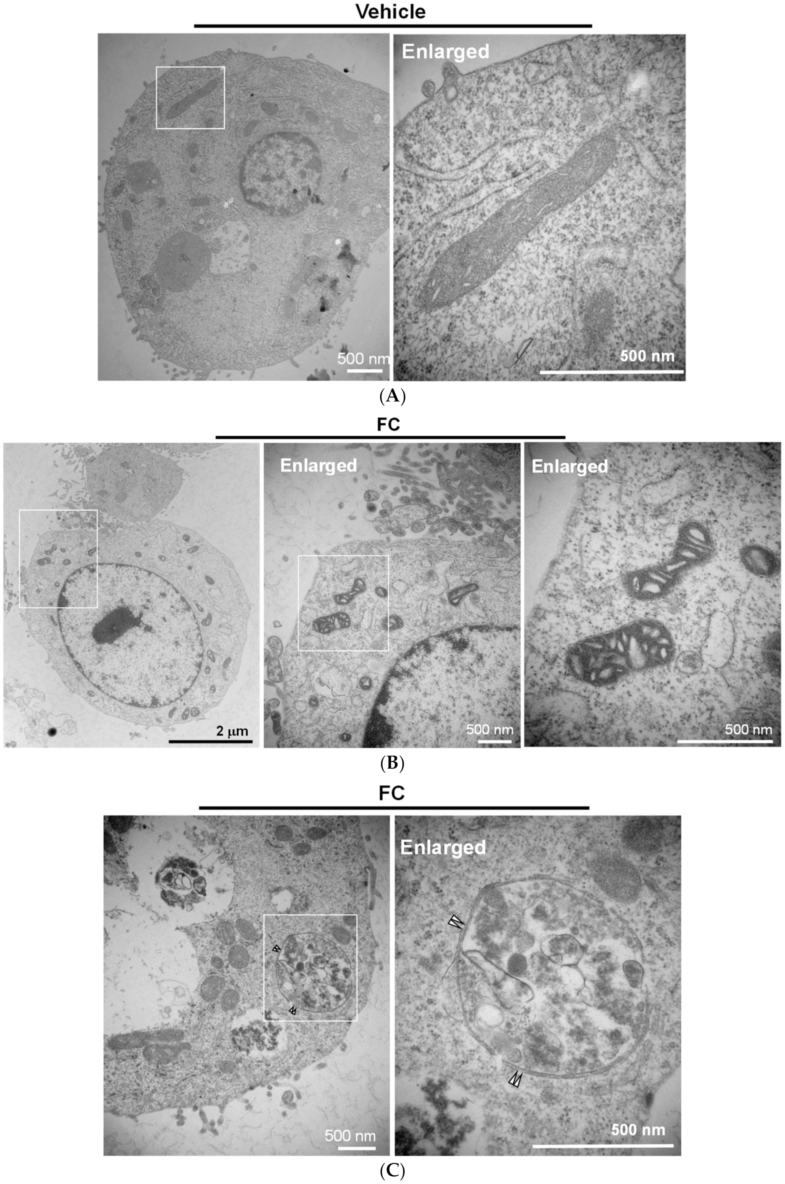 Antioxidants 09 00682 g005