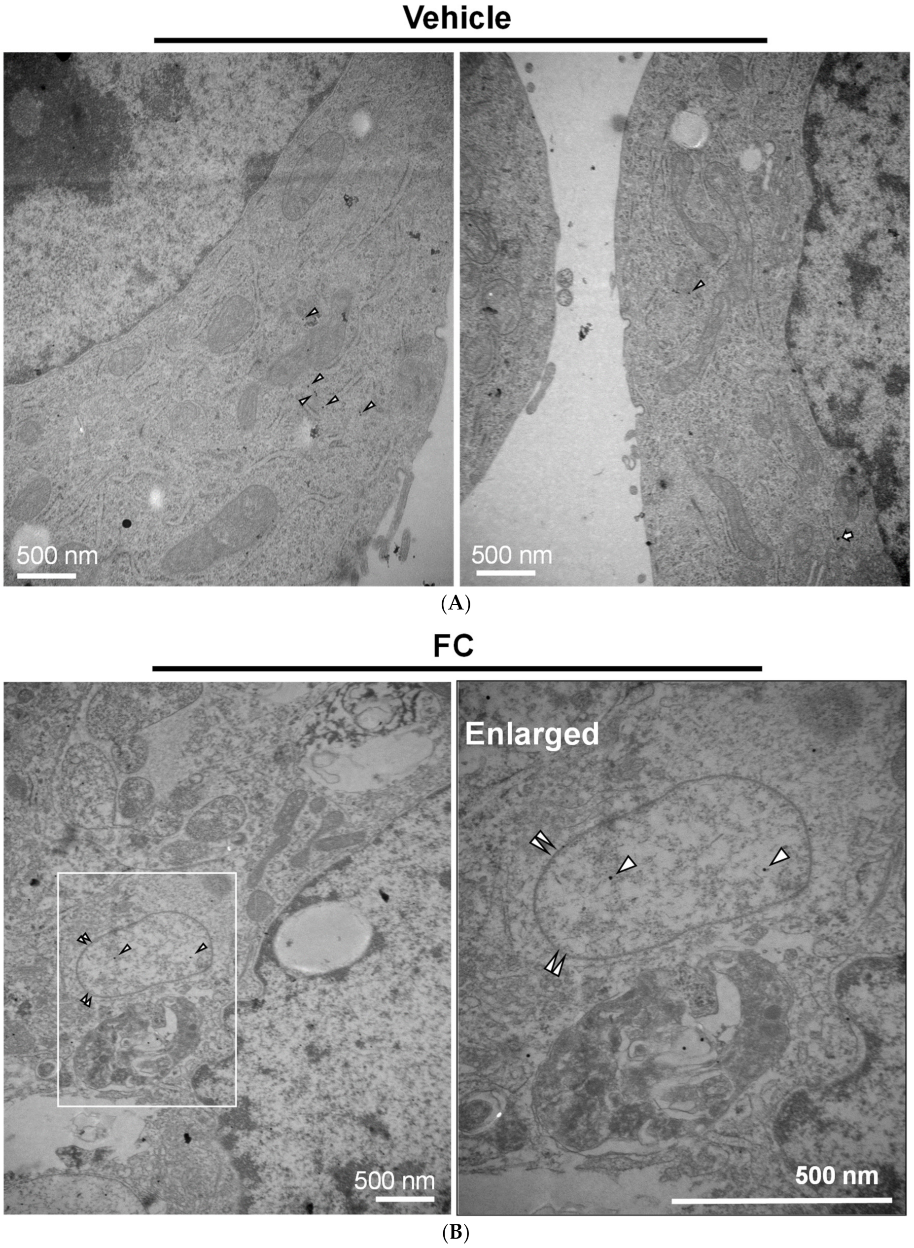 Antioxidants 09 00682 g006a
