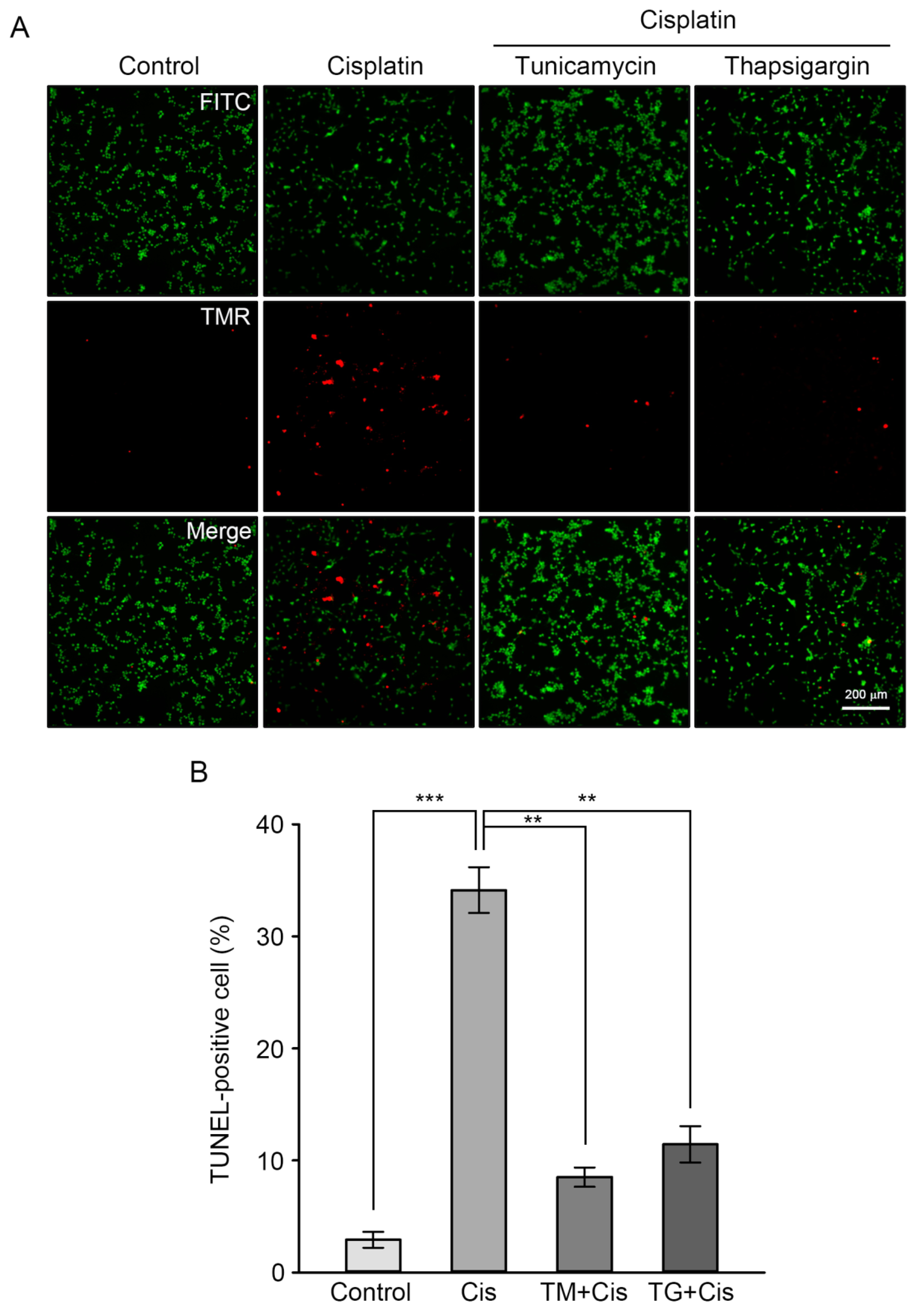 Antioxidants 09 00686 g004