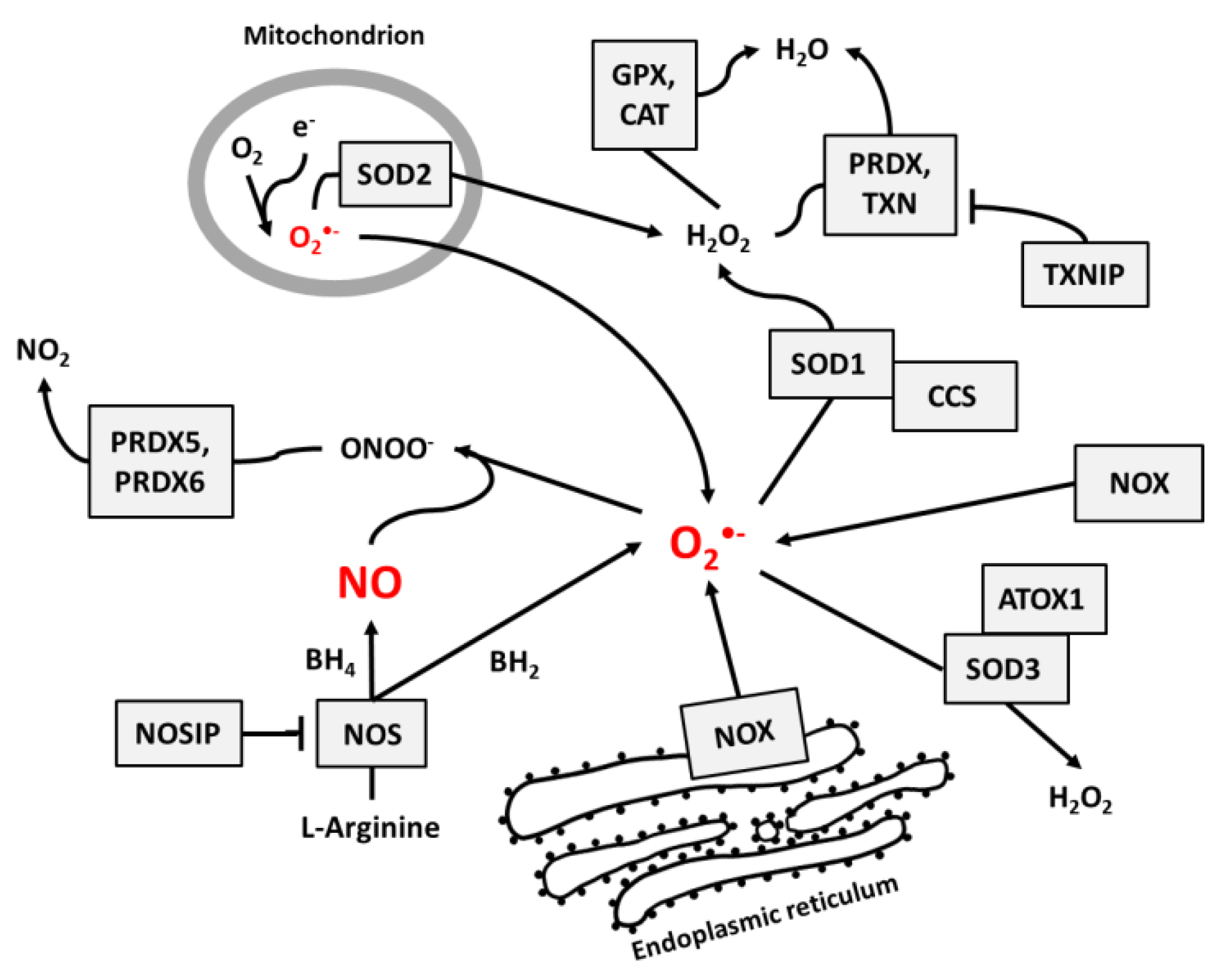 Antioxidants 09 00701 g001