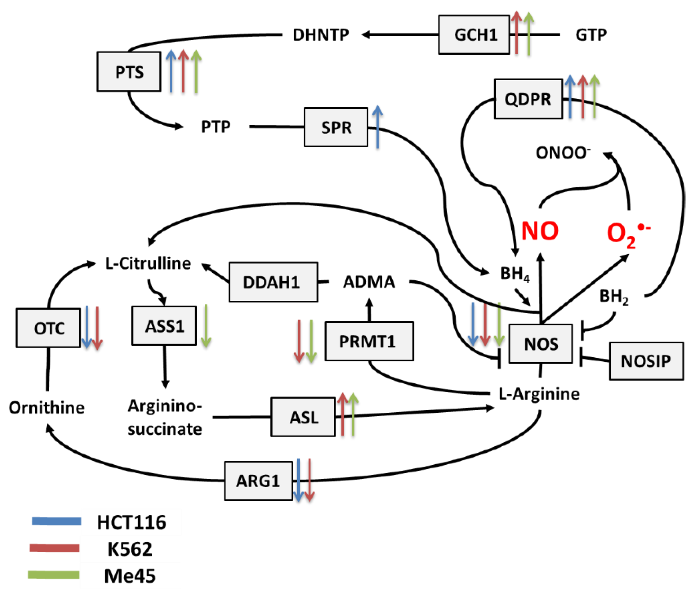 Antioxidants 09 00701 g002