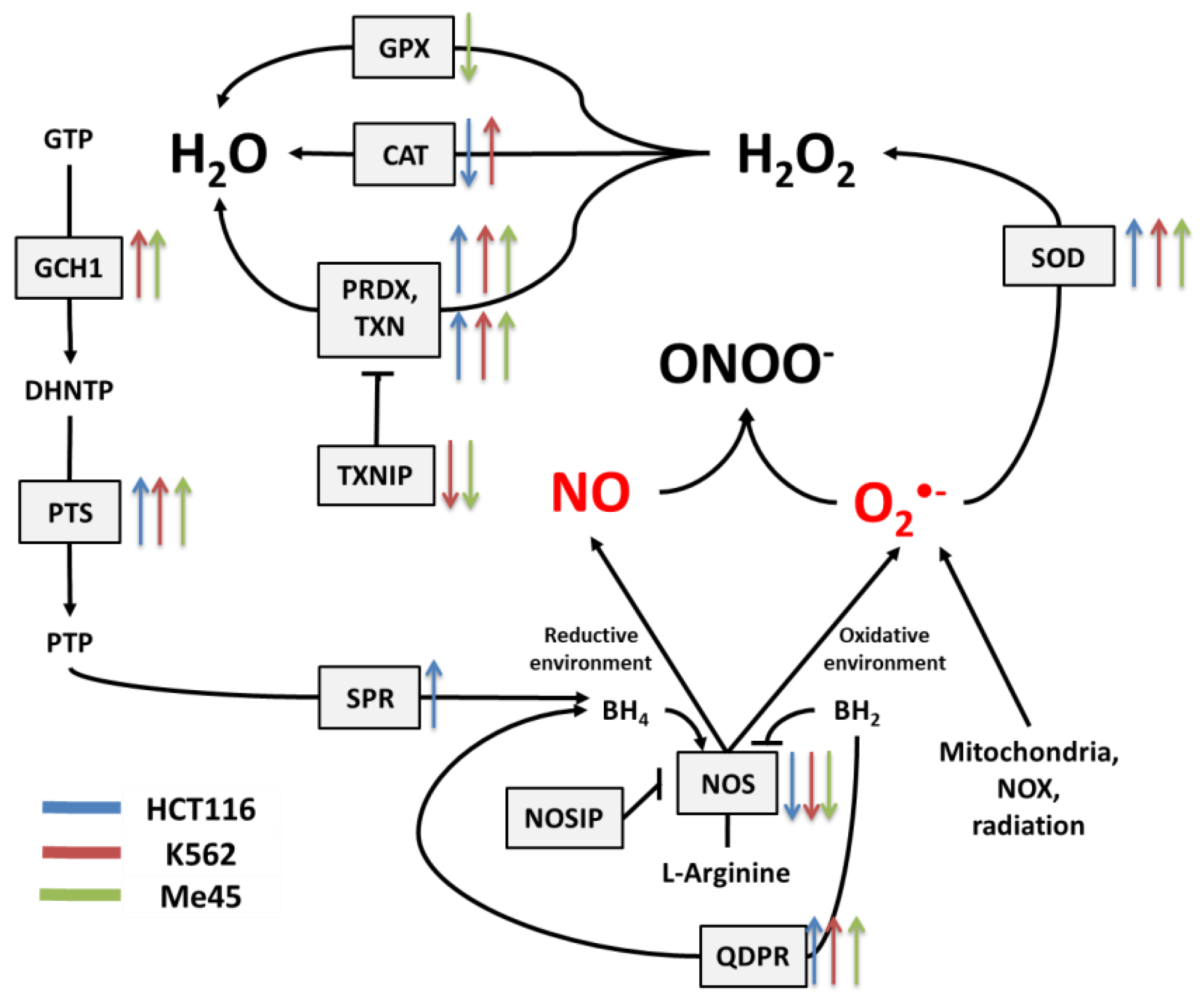 Antioxidants 09 00701 g003