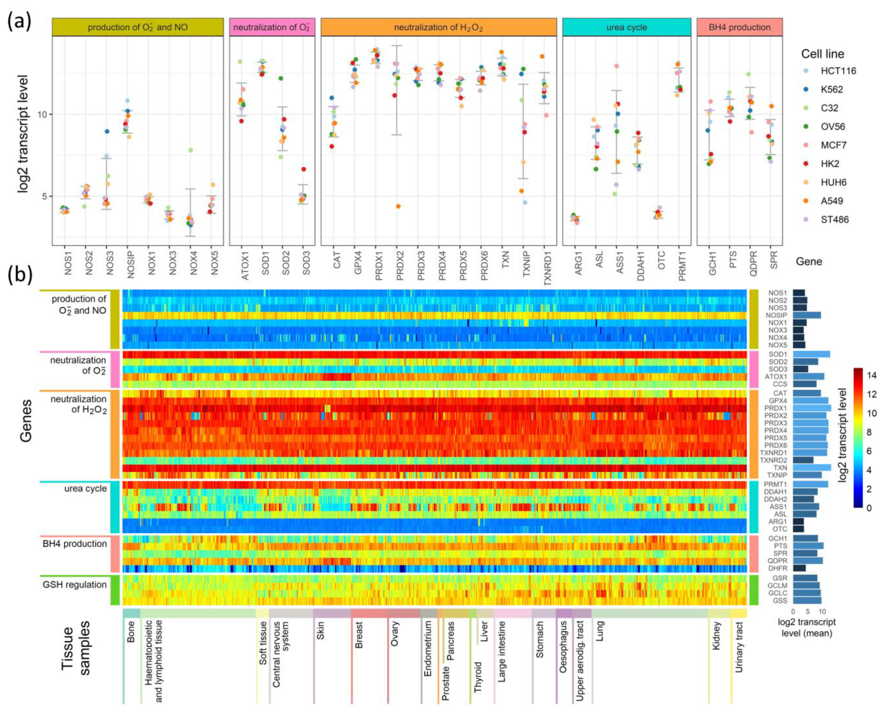 Antioxidants 09 00701 g004