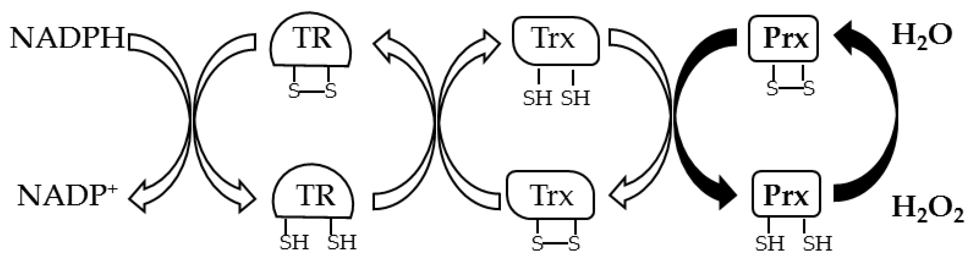 Antioxidants 09 00703 g003