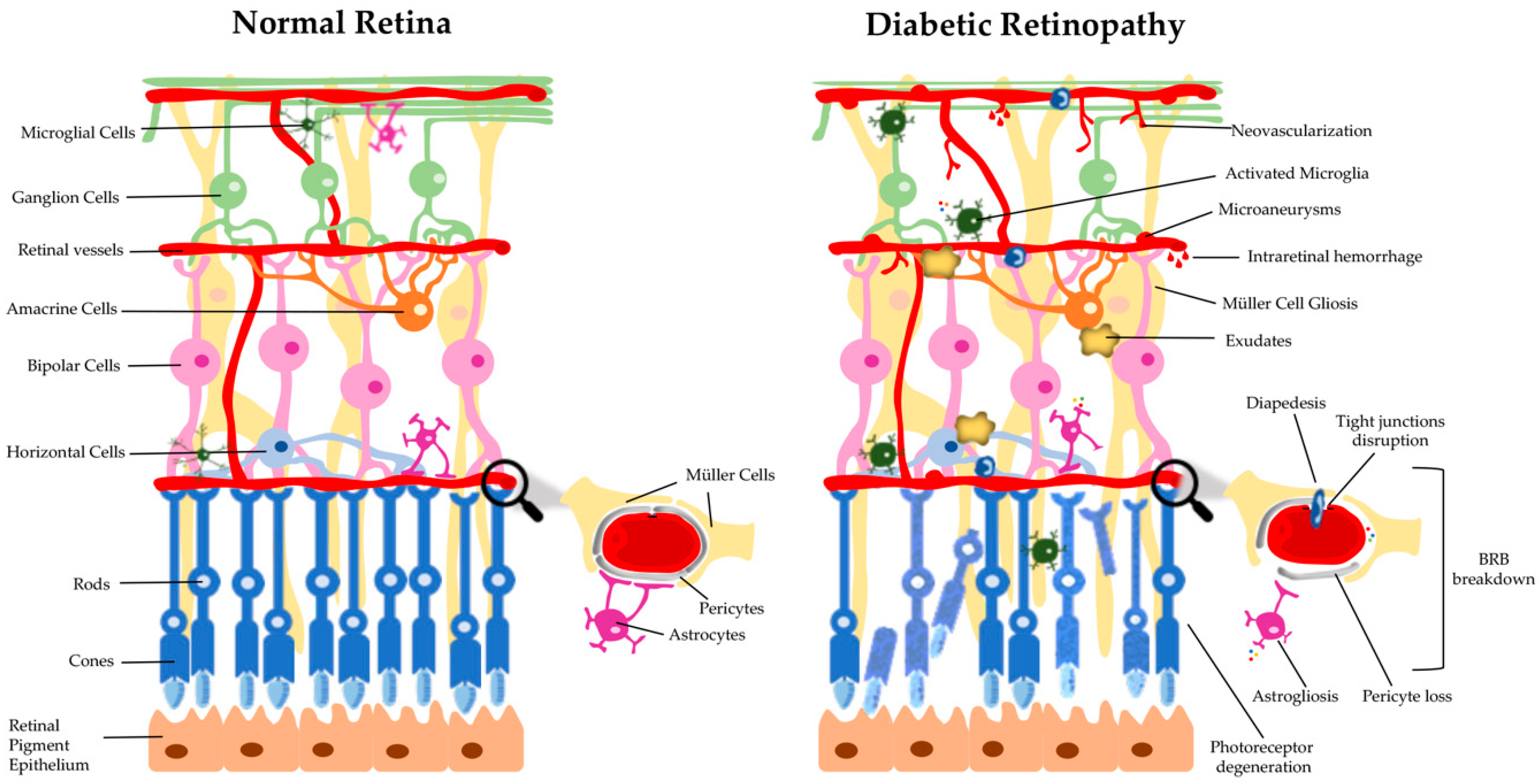 Antioxidants 09 00705 g001 Antioxidants 09 00705 g001