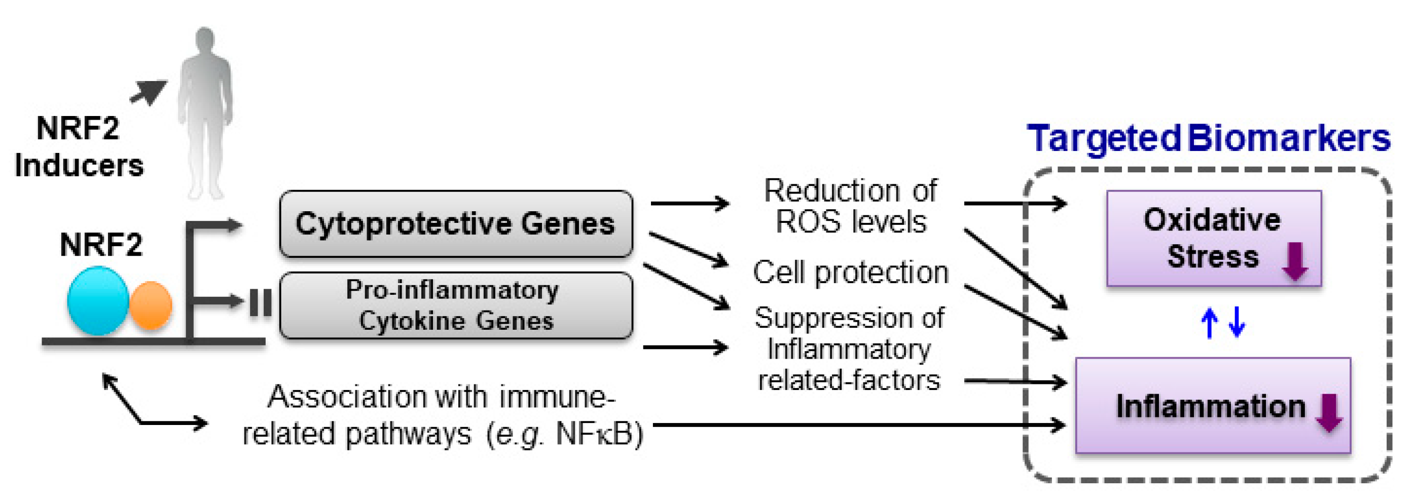 Antioxidants 09 00716 g003