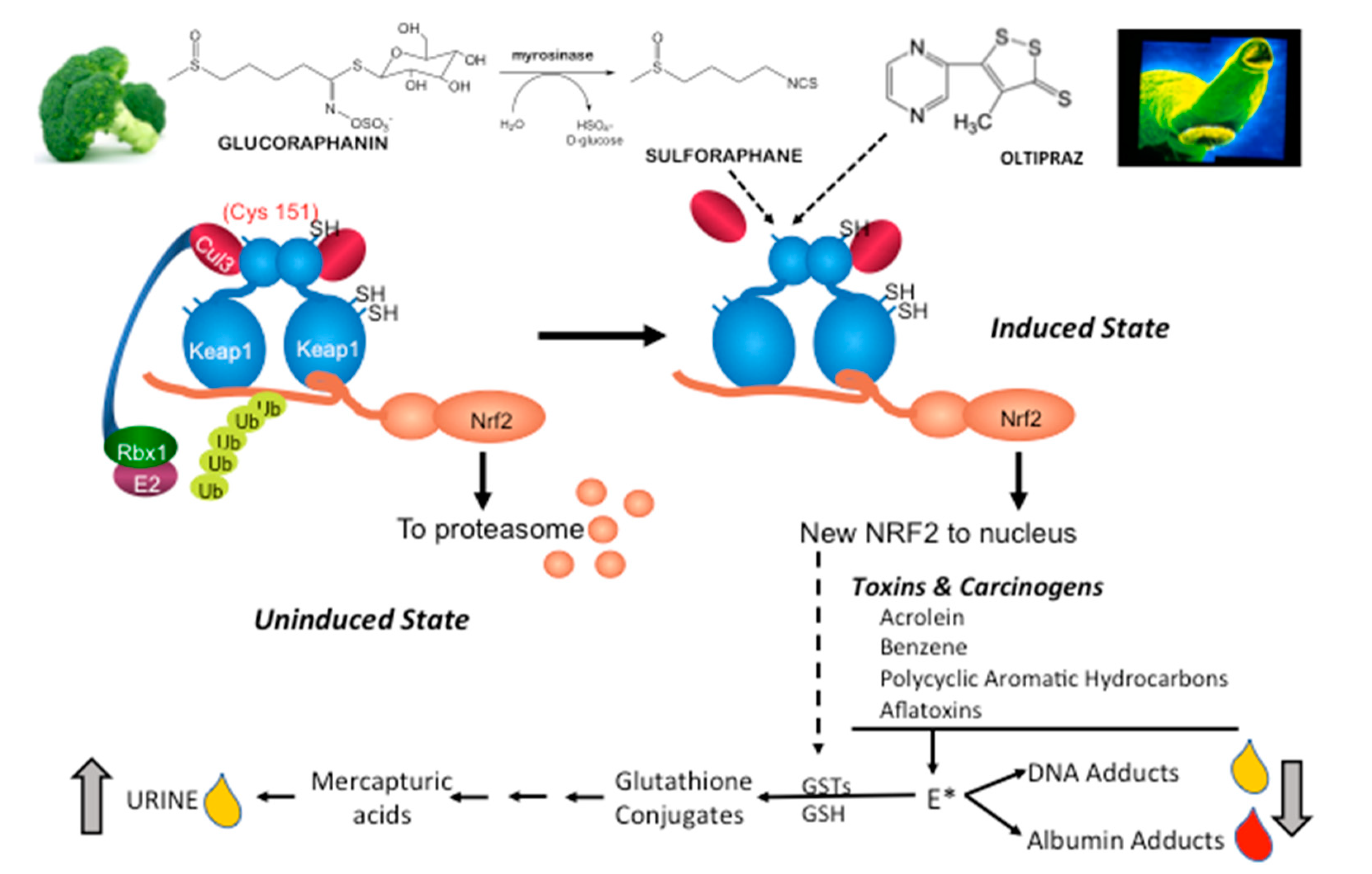 Antioxidants 09 00716 g004