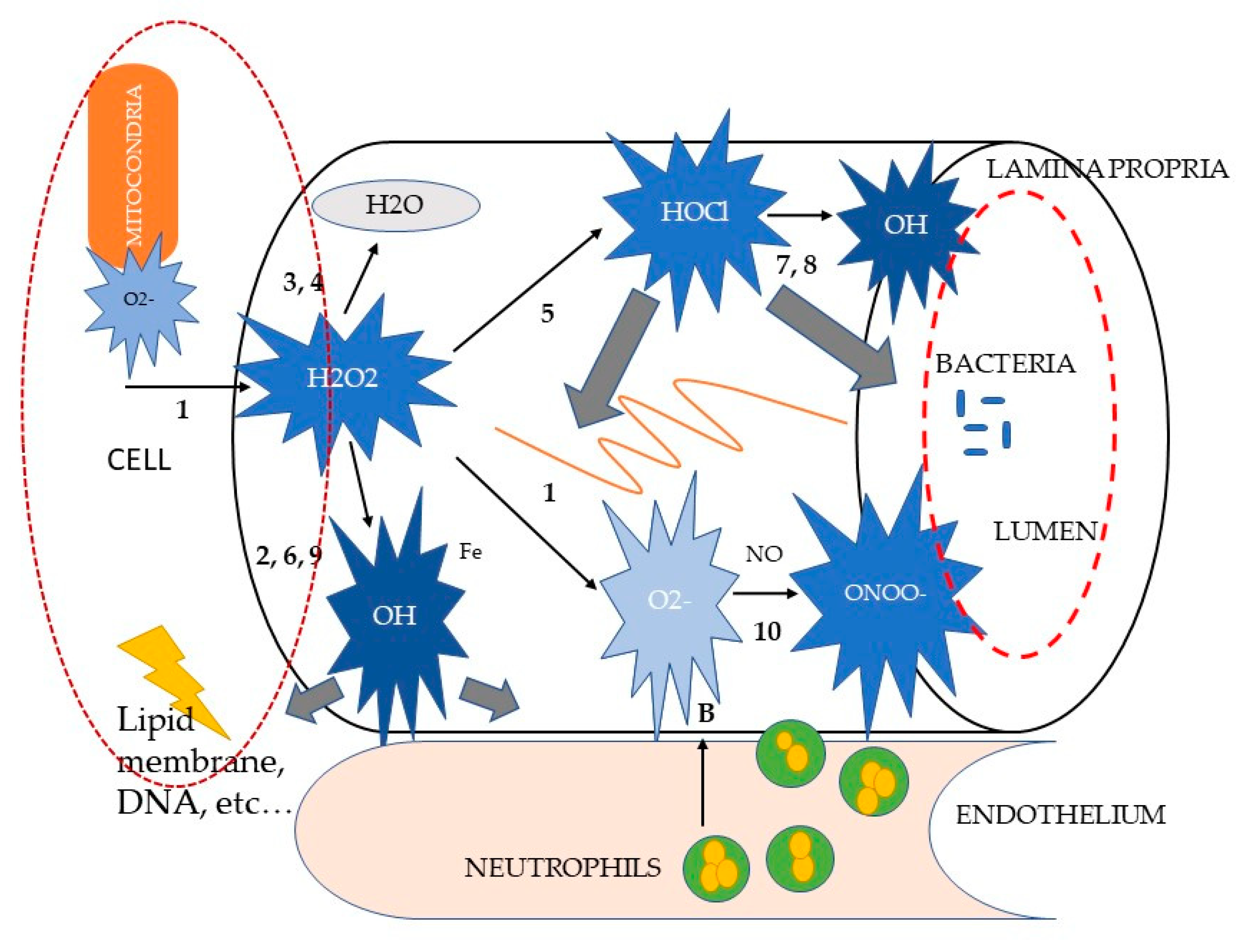 Antioxidants 09 00725 g001