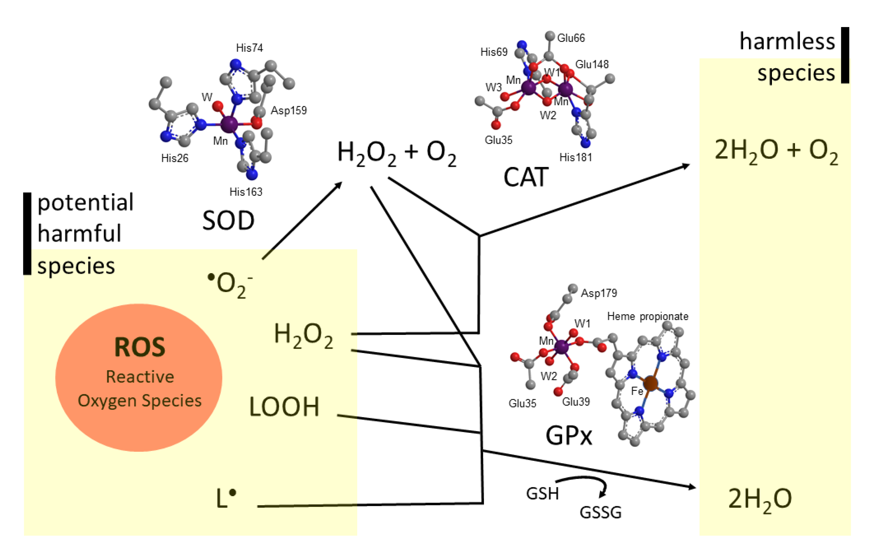 Antioxidants 09 00727 g001