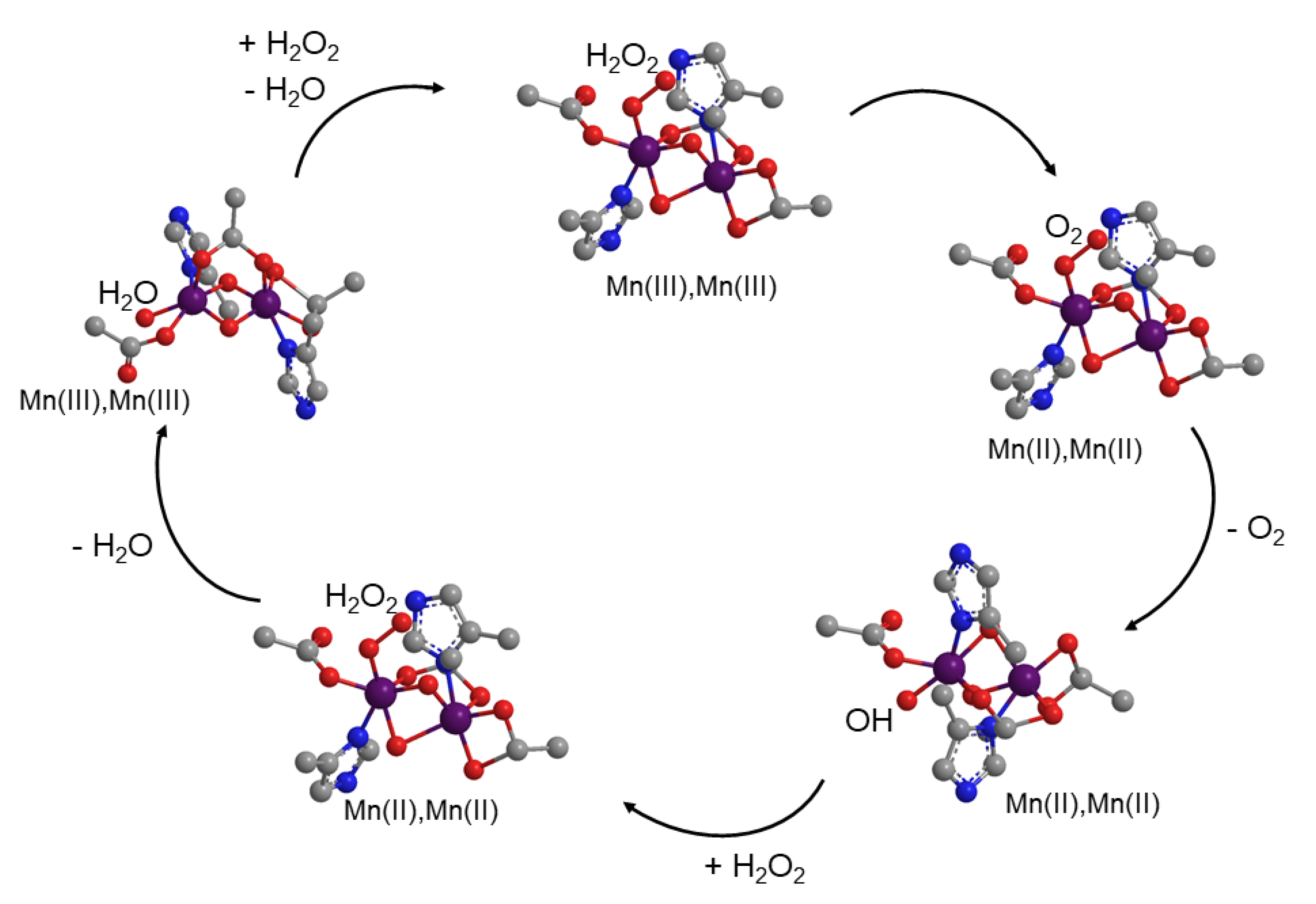 Antioxidants 09 00727 g003