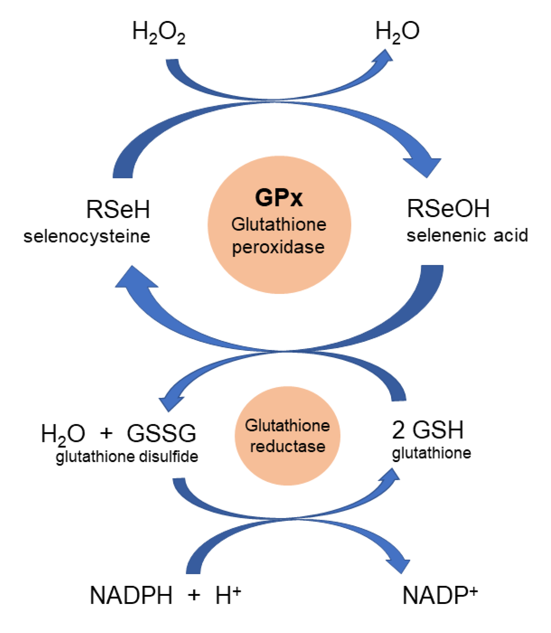 Antioxidants 09 00727 g004