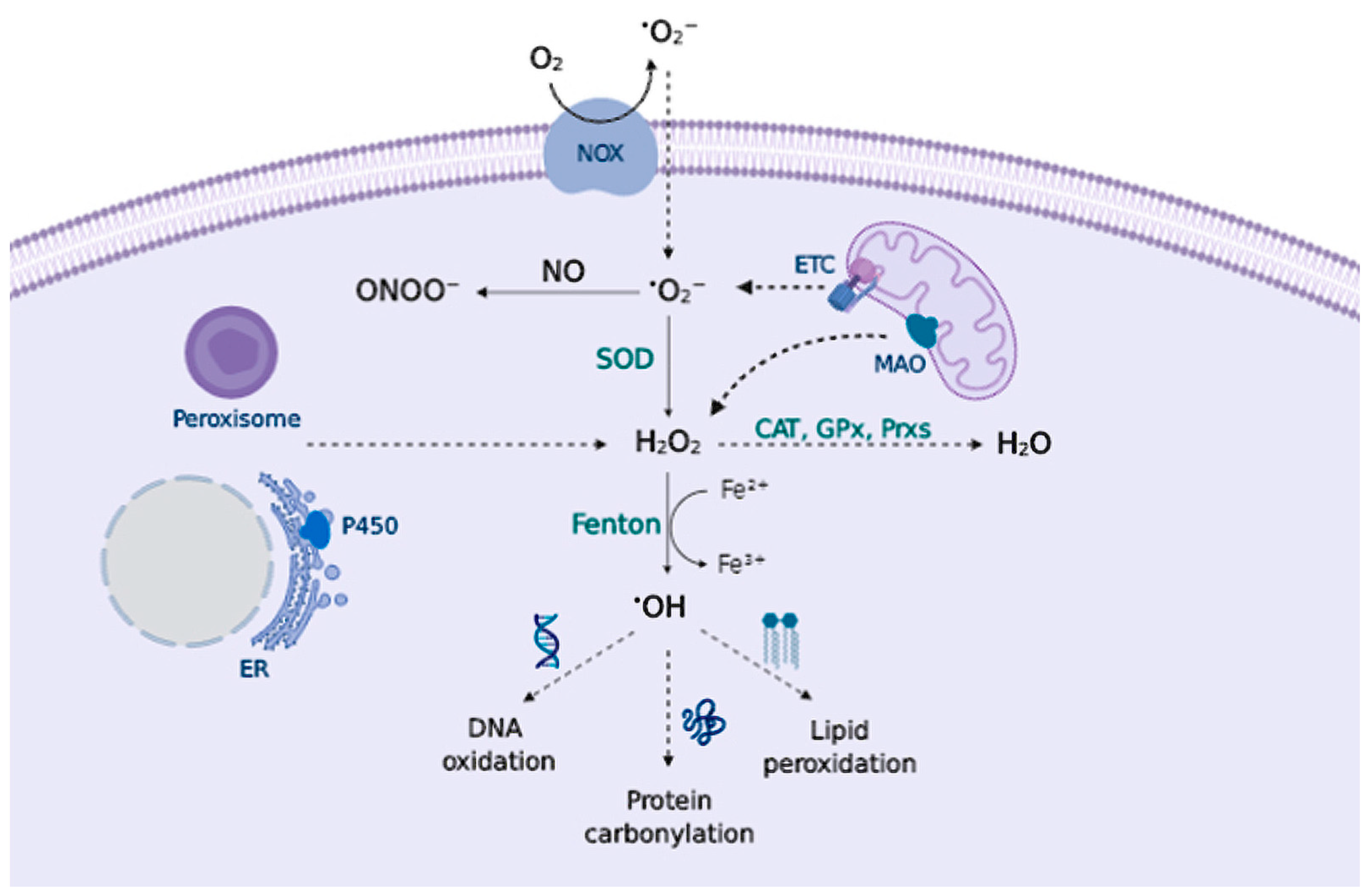 Antioxidants 09 00740 g001 Antioxidants 09 00740 g001