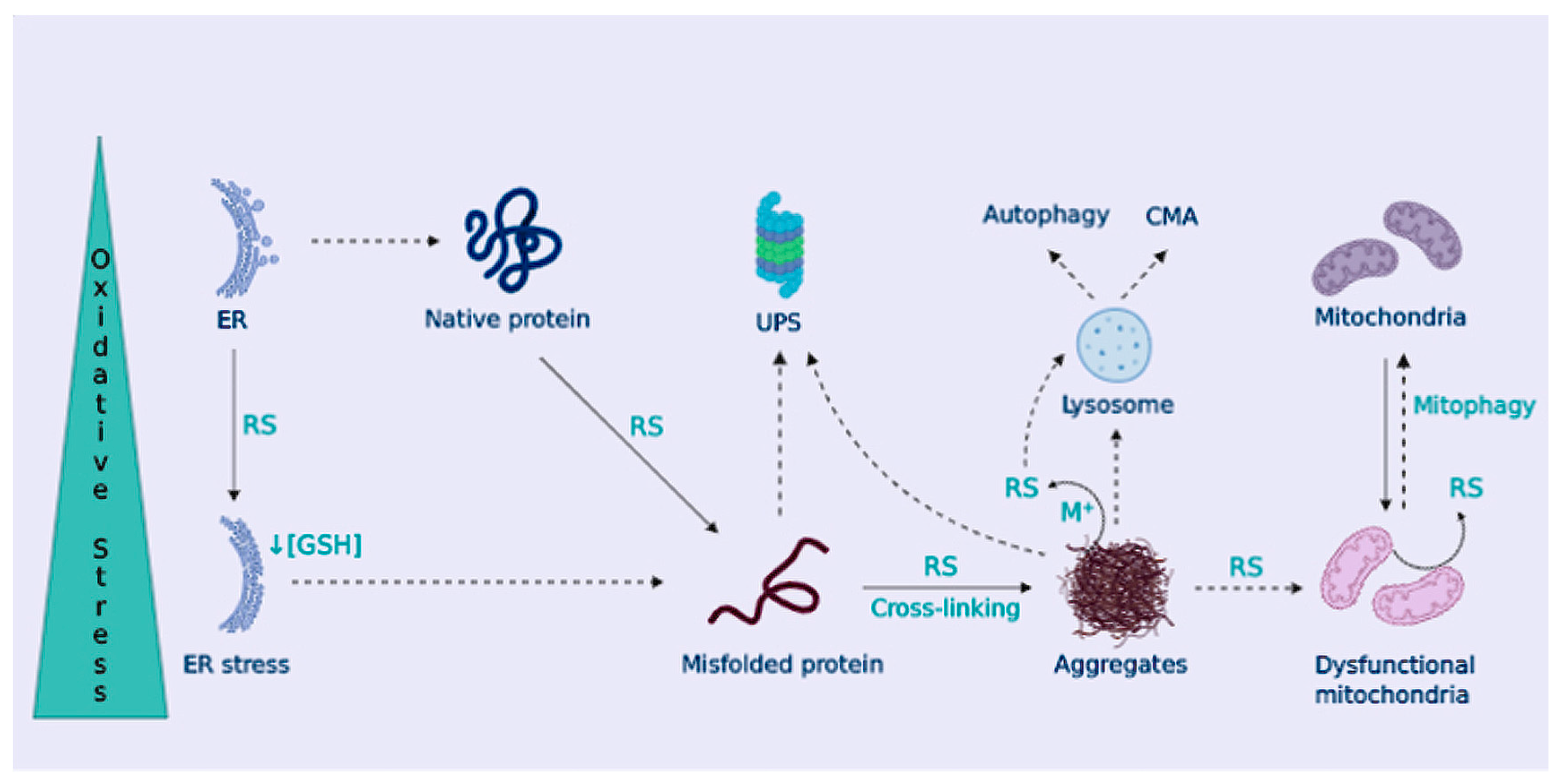 Antioxidants 09 00740 g003 Antioxidants 09 00740 g003