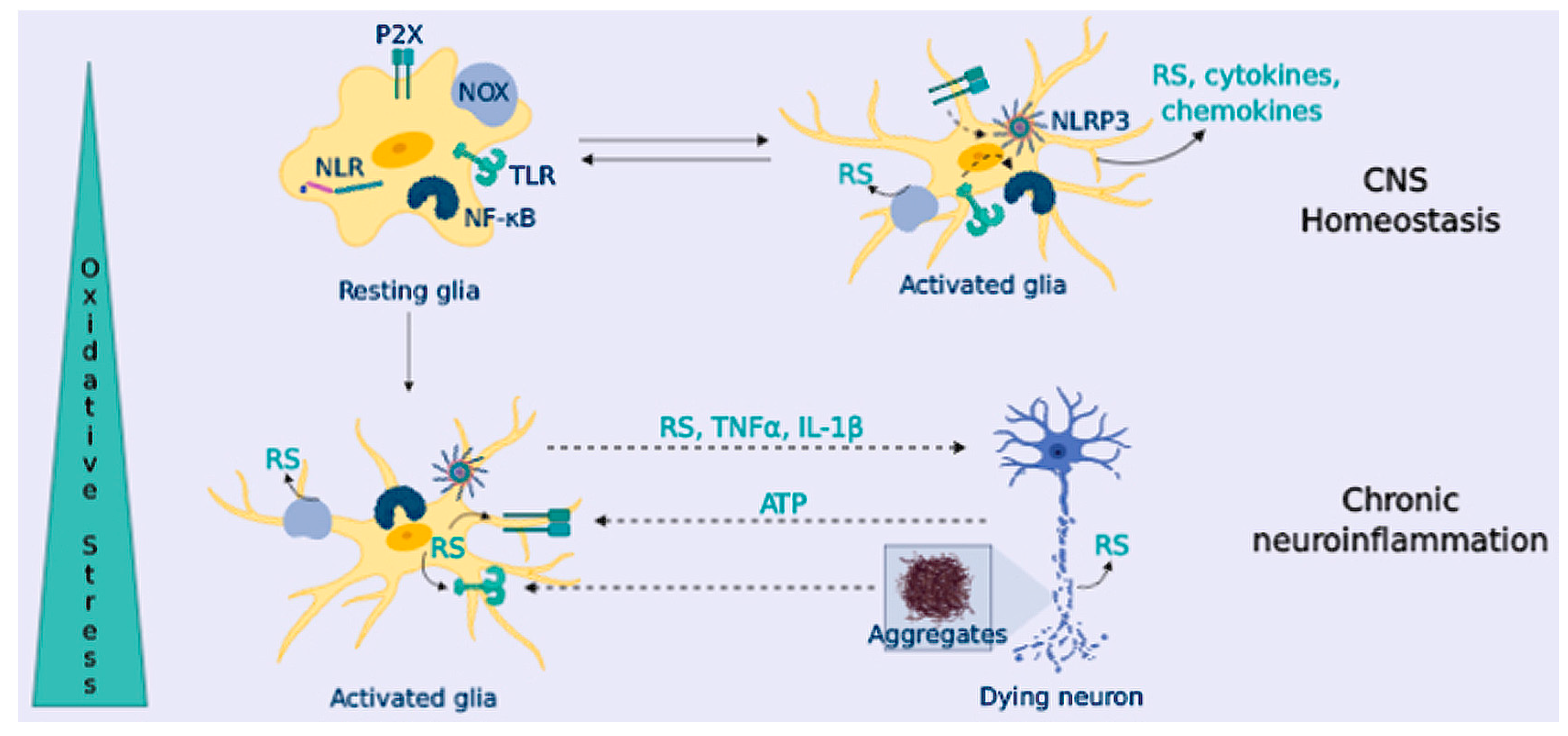 Antioxidants 09 00740 g004 Antioxidants 09 00740 g004