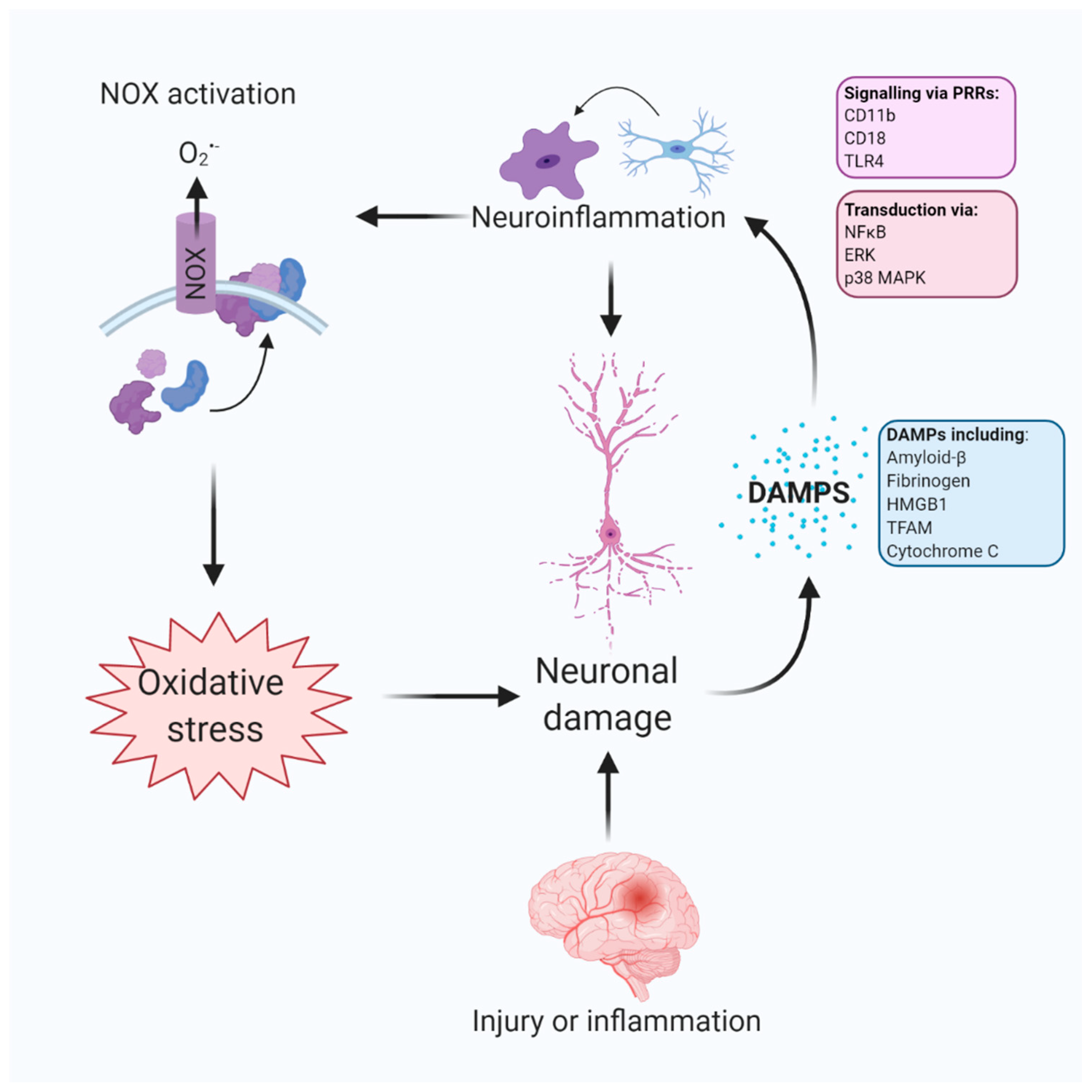 Antioxidants 09 00743 g002