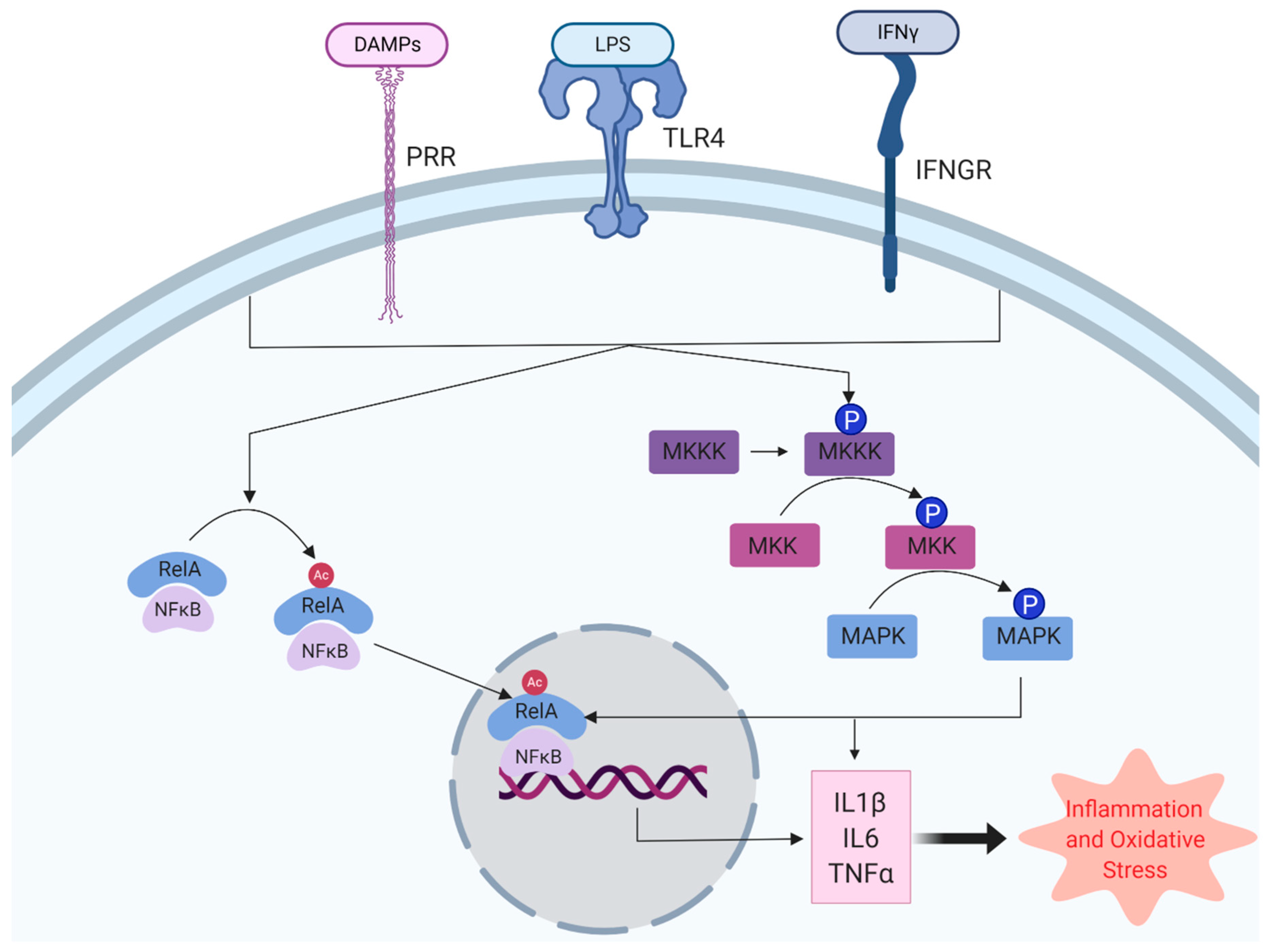 Antioxidants 09 00743 g003