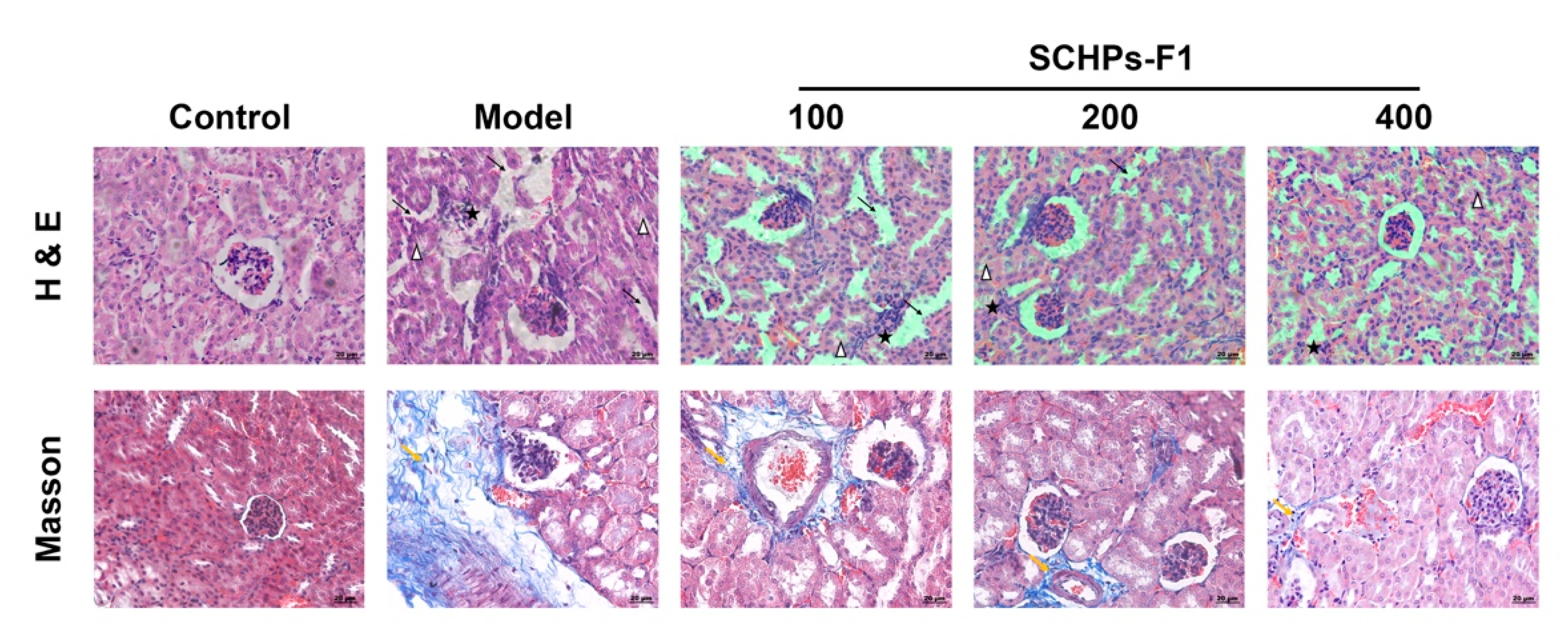 Antioxidants 09 00745 g007