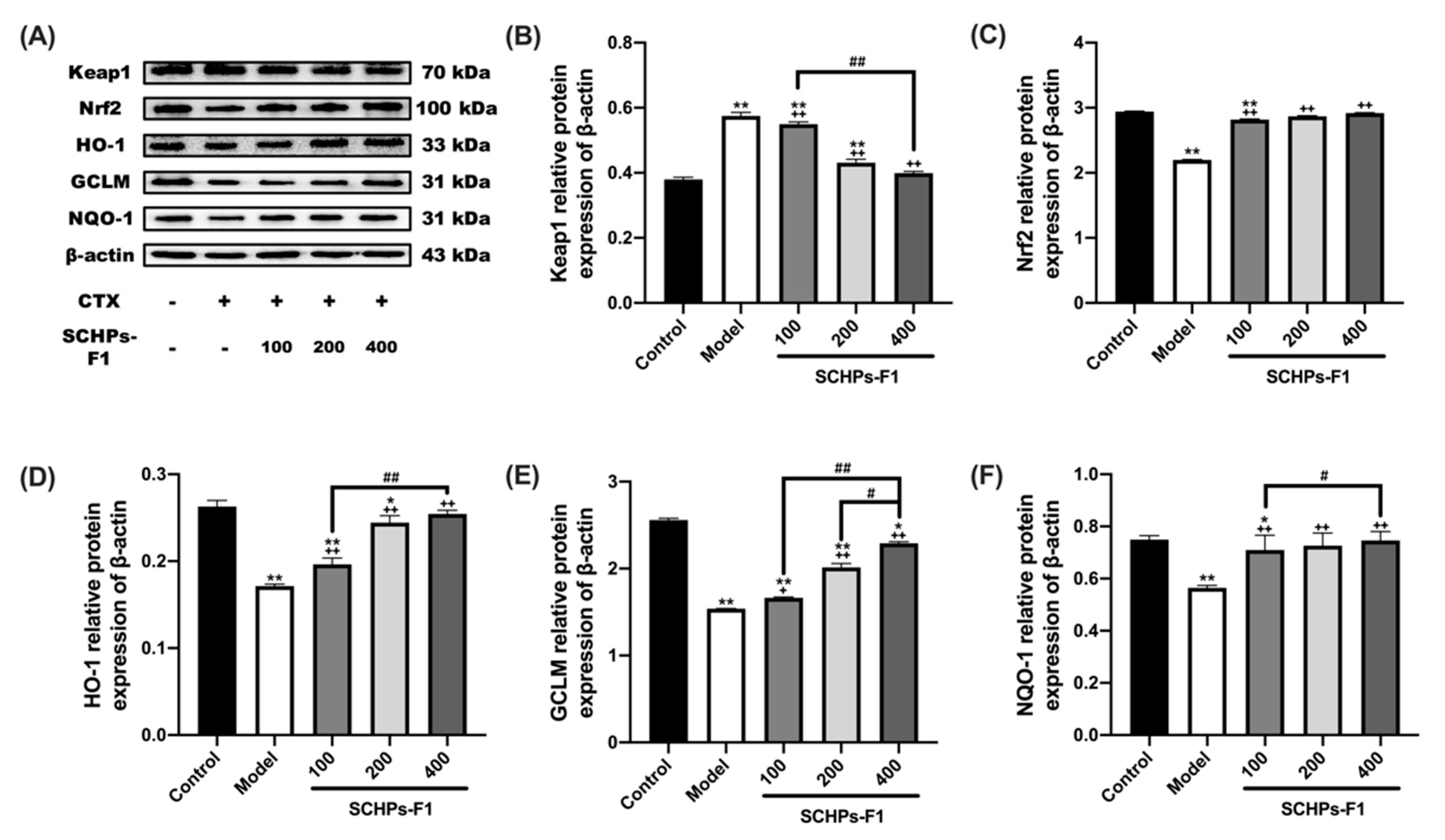 Antioxidants 09 00745 g008