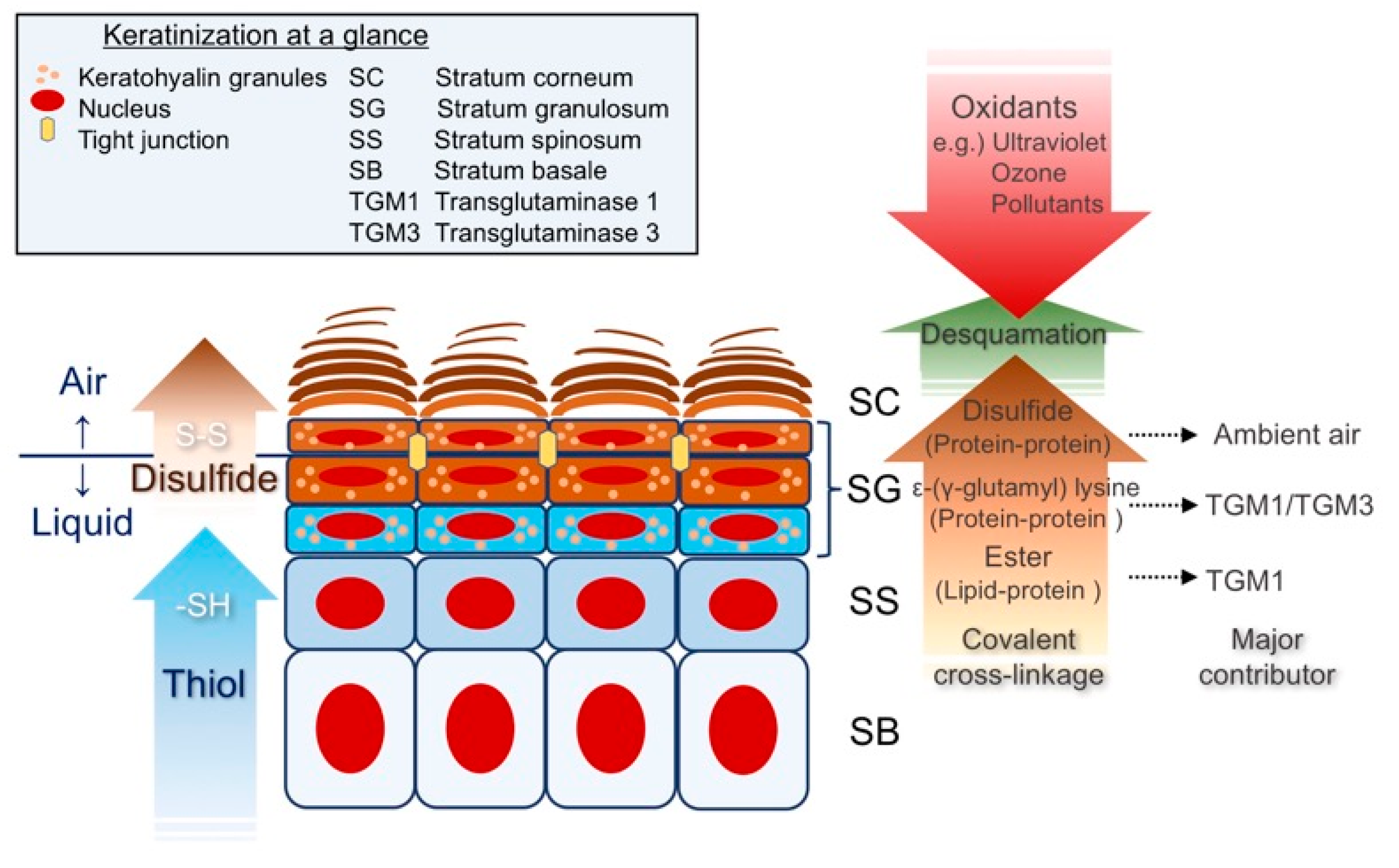 Antioxidants 09 00751 g001