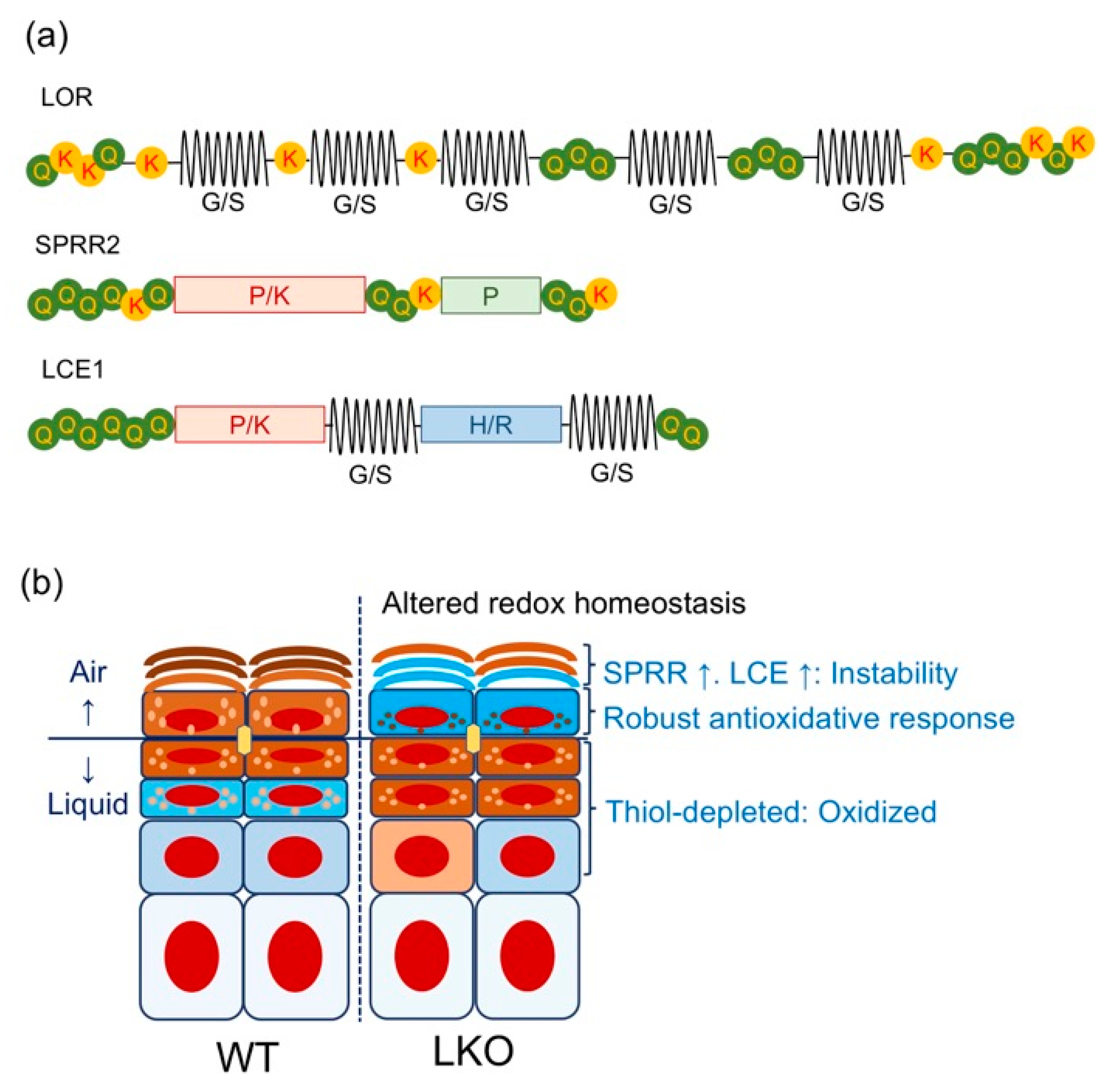 Antioxidants 09 00751 g003