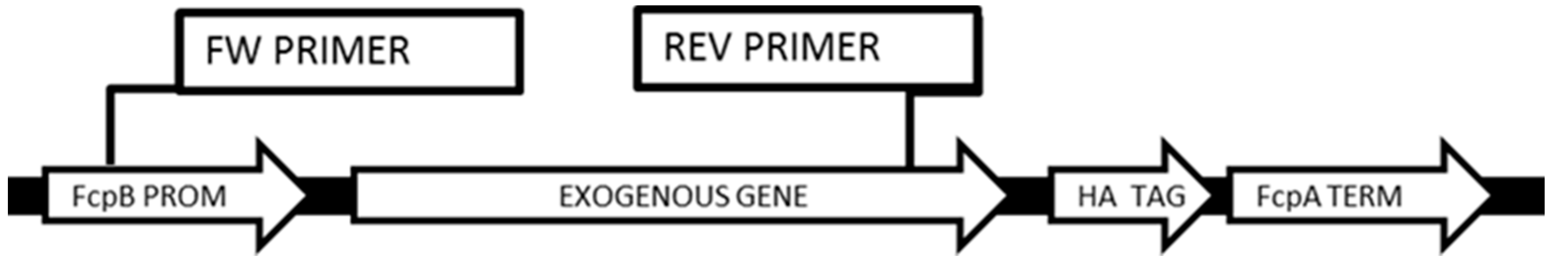 Antioxidants 09 00757 g002 Antioxidants 09 00757 g002