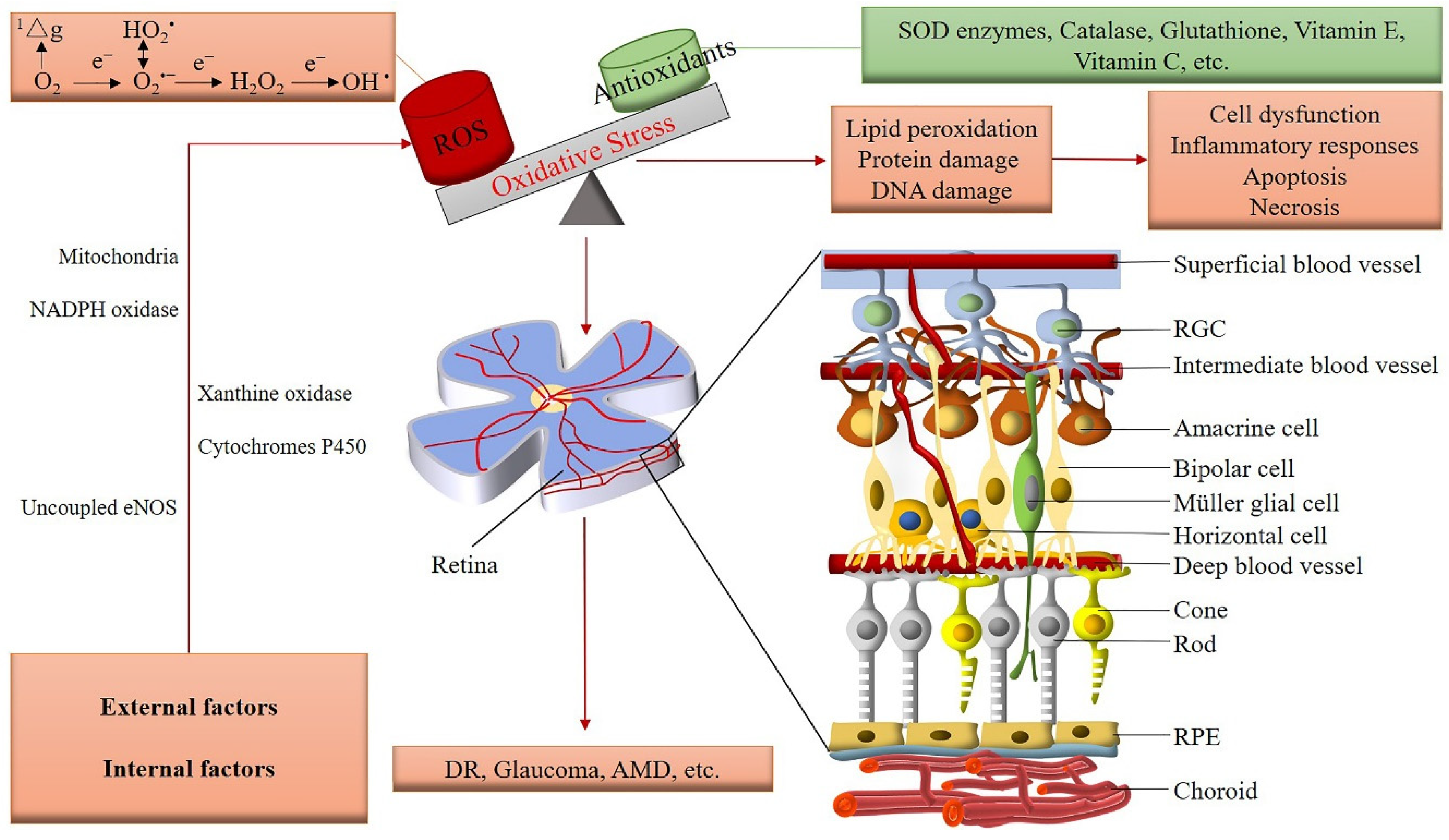 Antioxidants 09 00761 g002