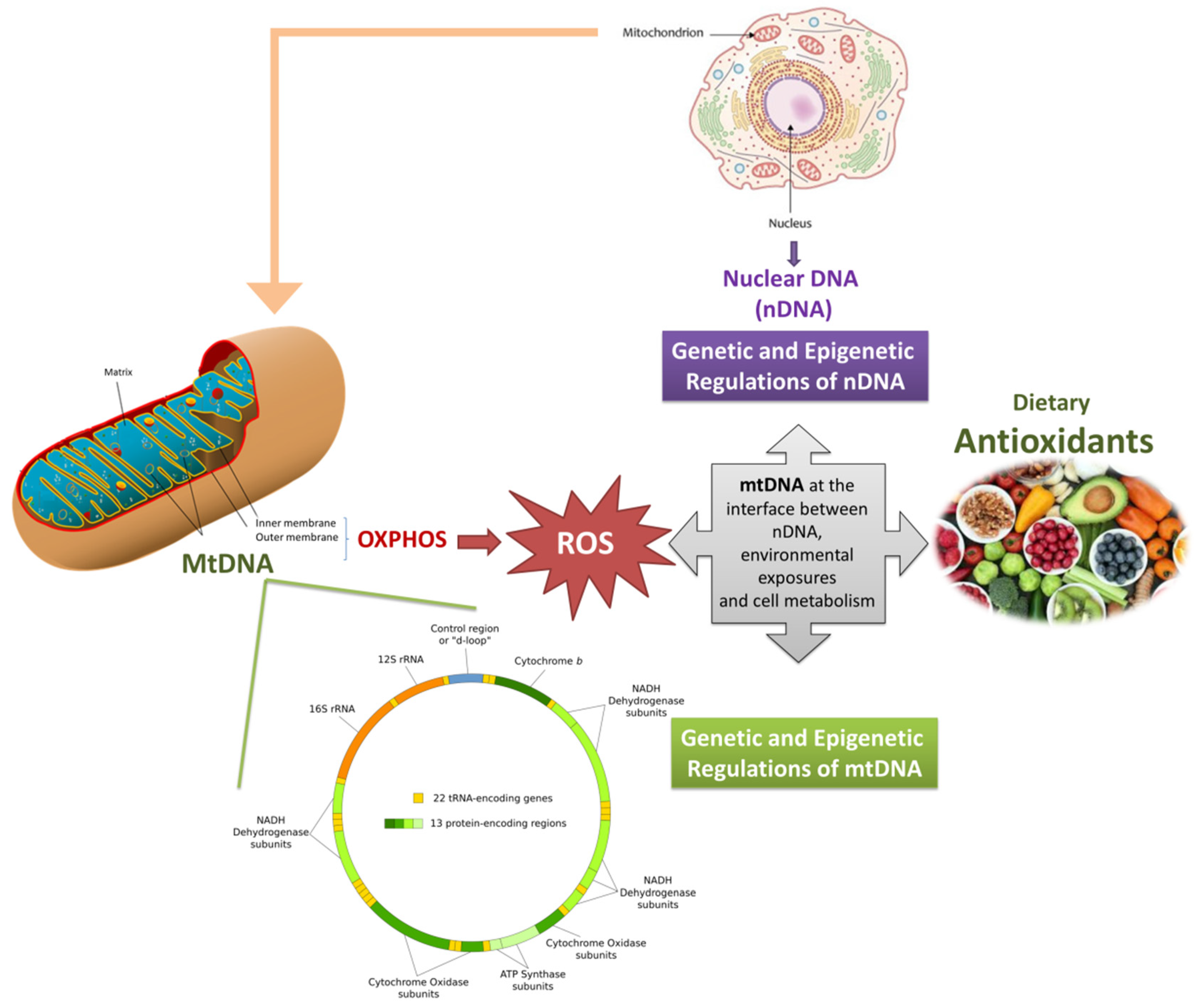 Antioxidants 09 00764 g001