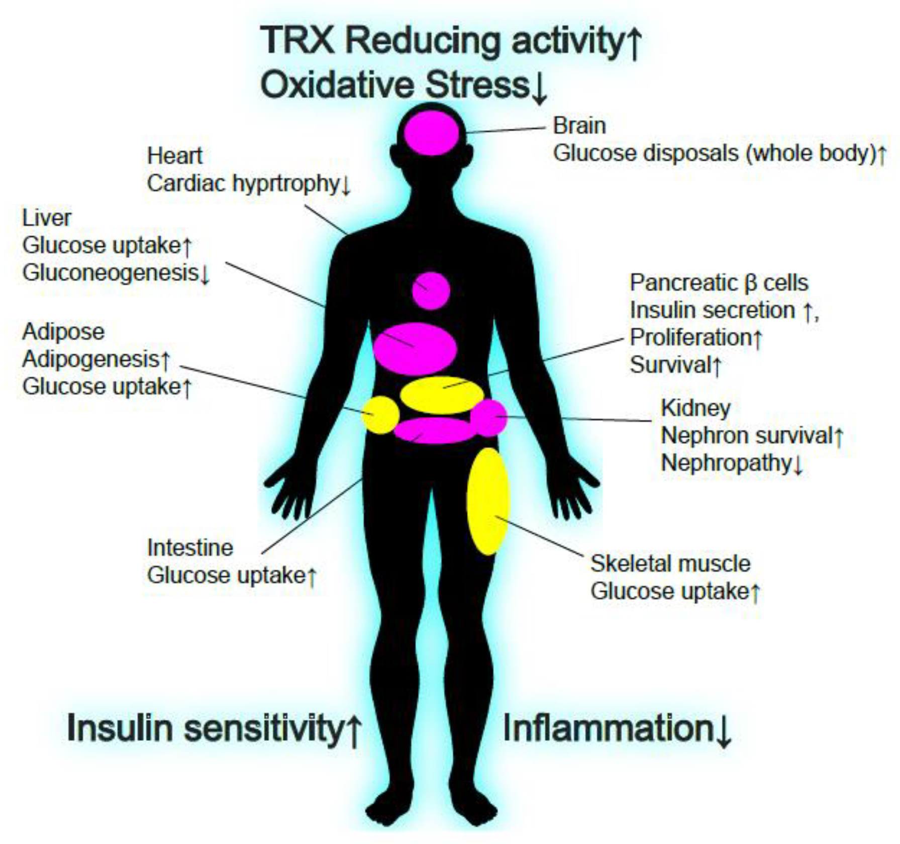 Antioxidants 09 00765 g003