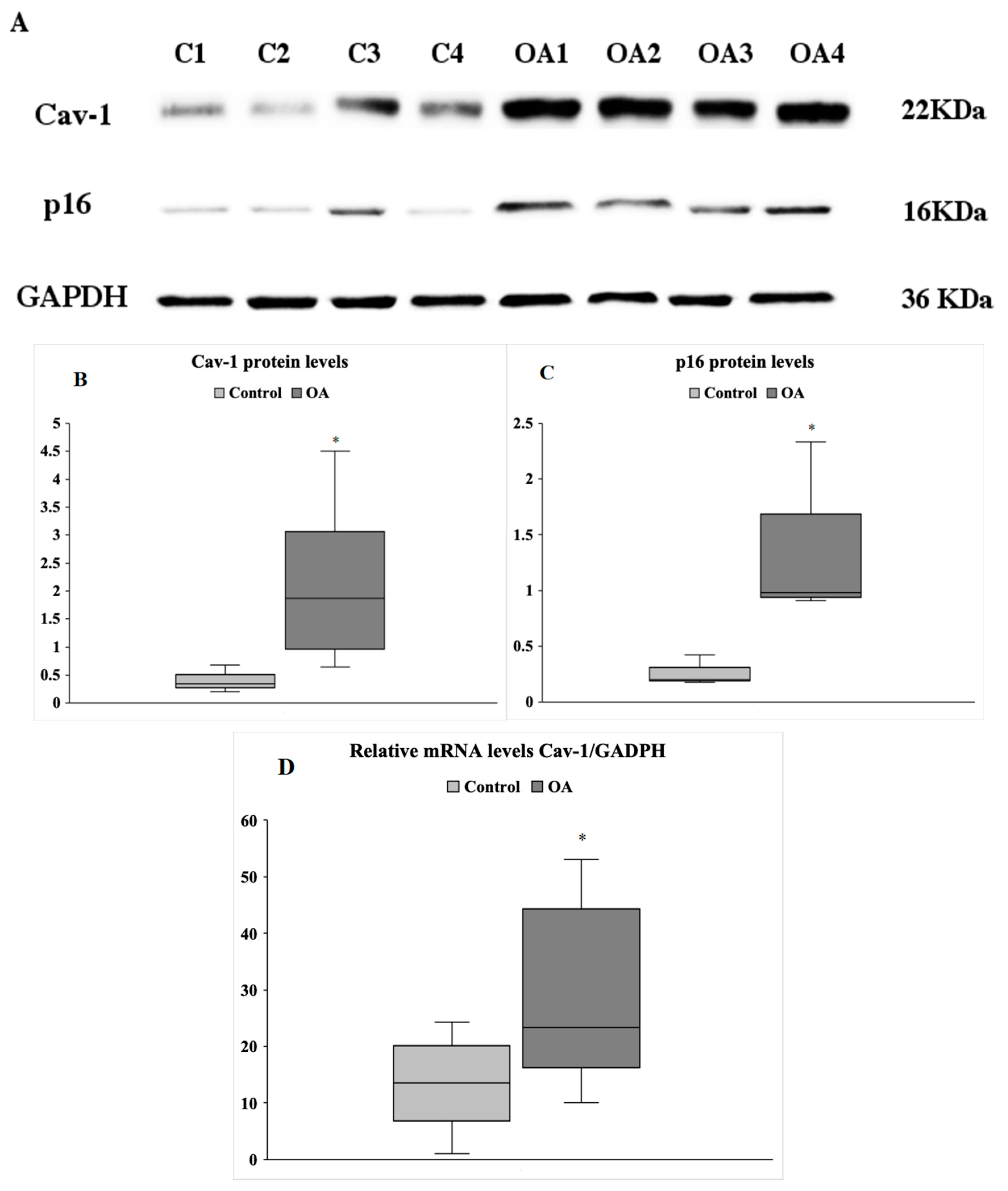 Antioxidants 09 00766 g001 Antioxidants 09 00766 g001
