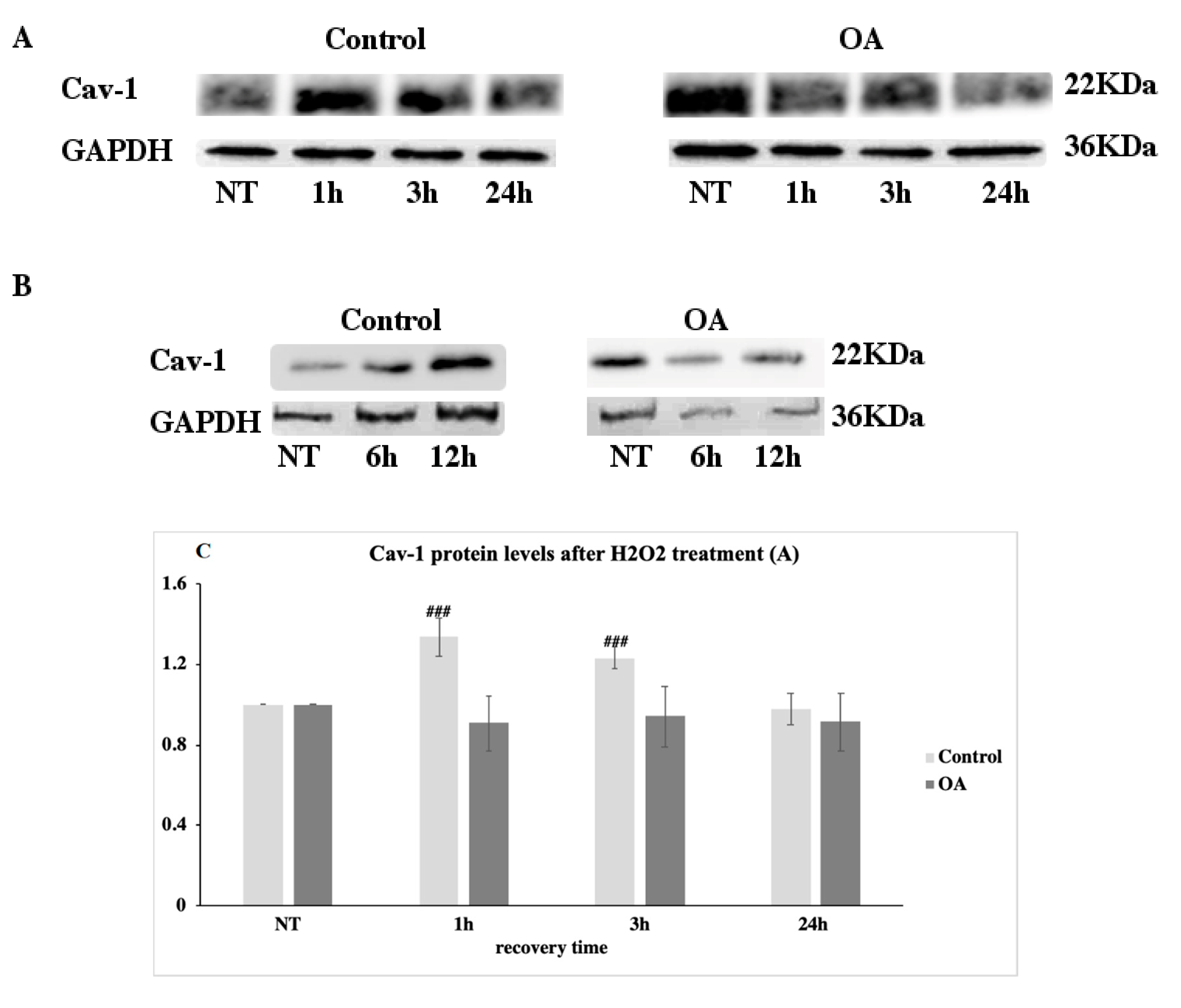 Antioxidants 09 00766 g002a Antioxidants 09 00766 g002a