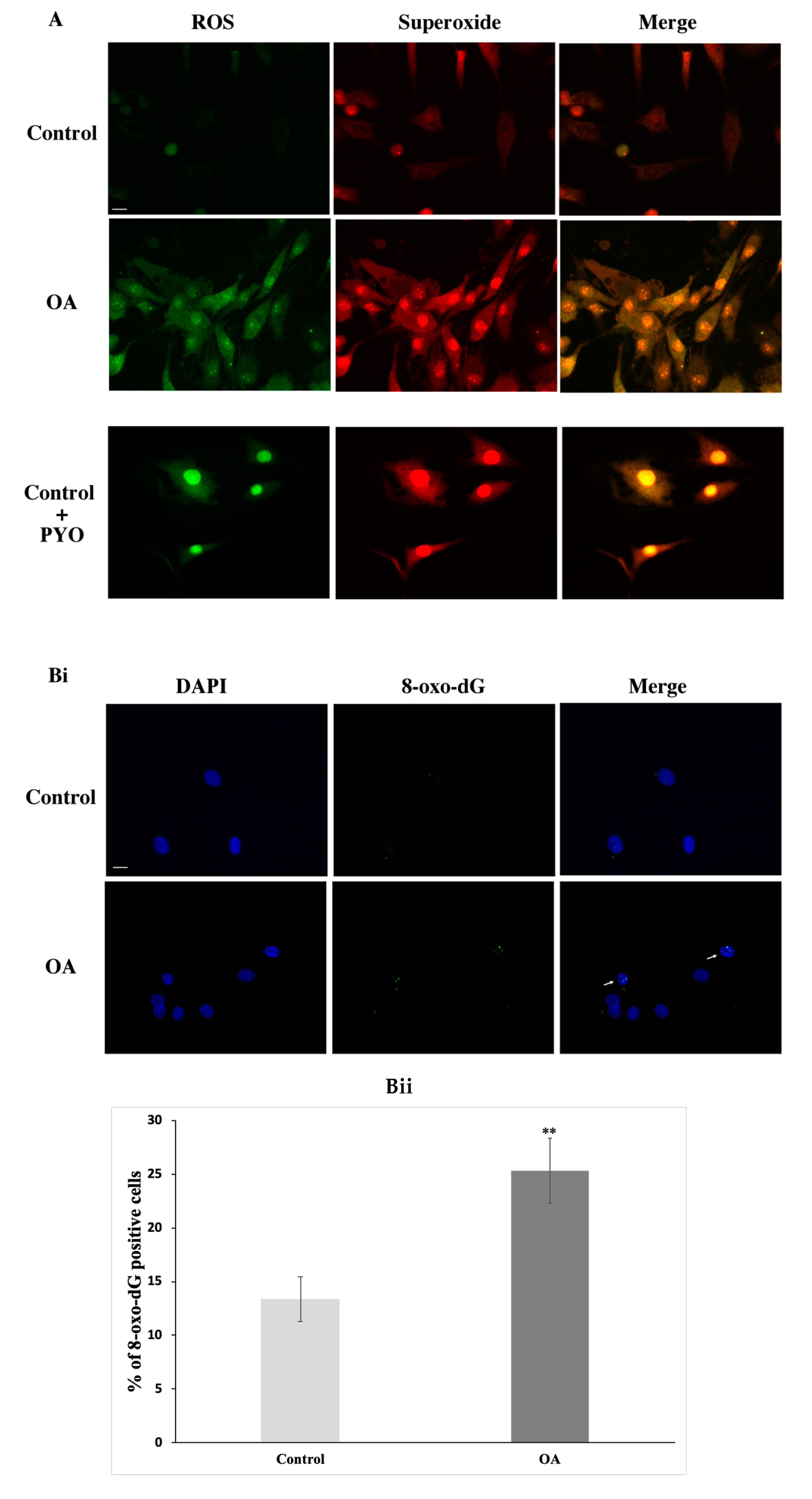 Antioxidants 09 00766 g004a Antioxidants 09 00766 g004a