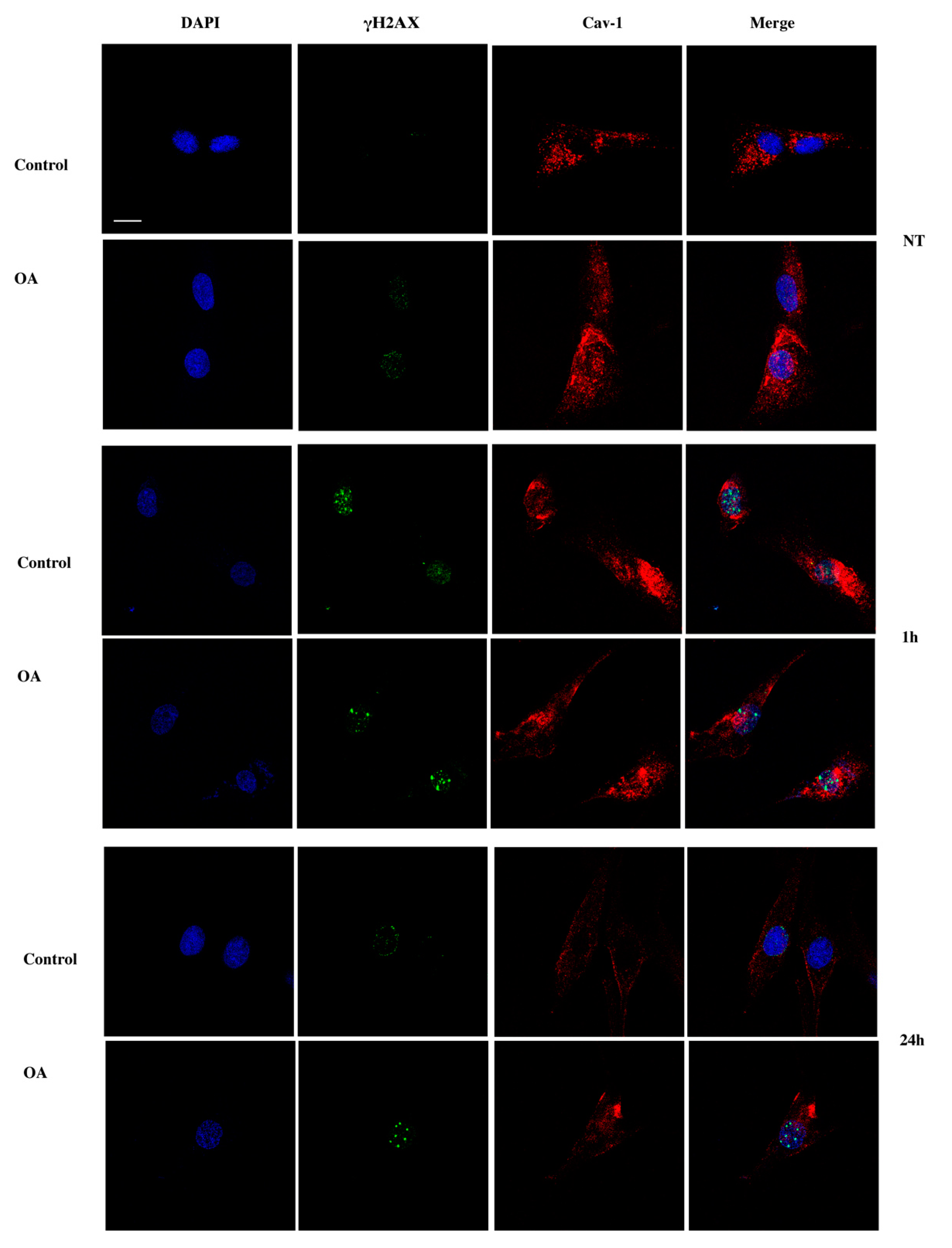 Antioxidants 09 00766 g006 Antioxidants 09 00766 g006