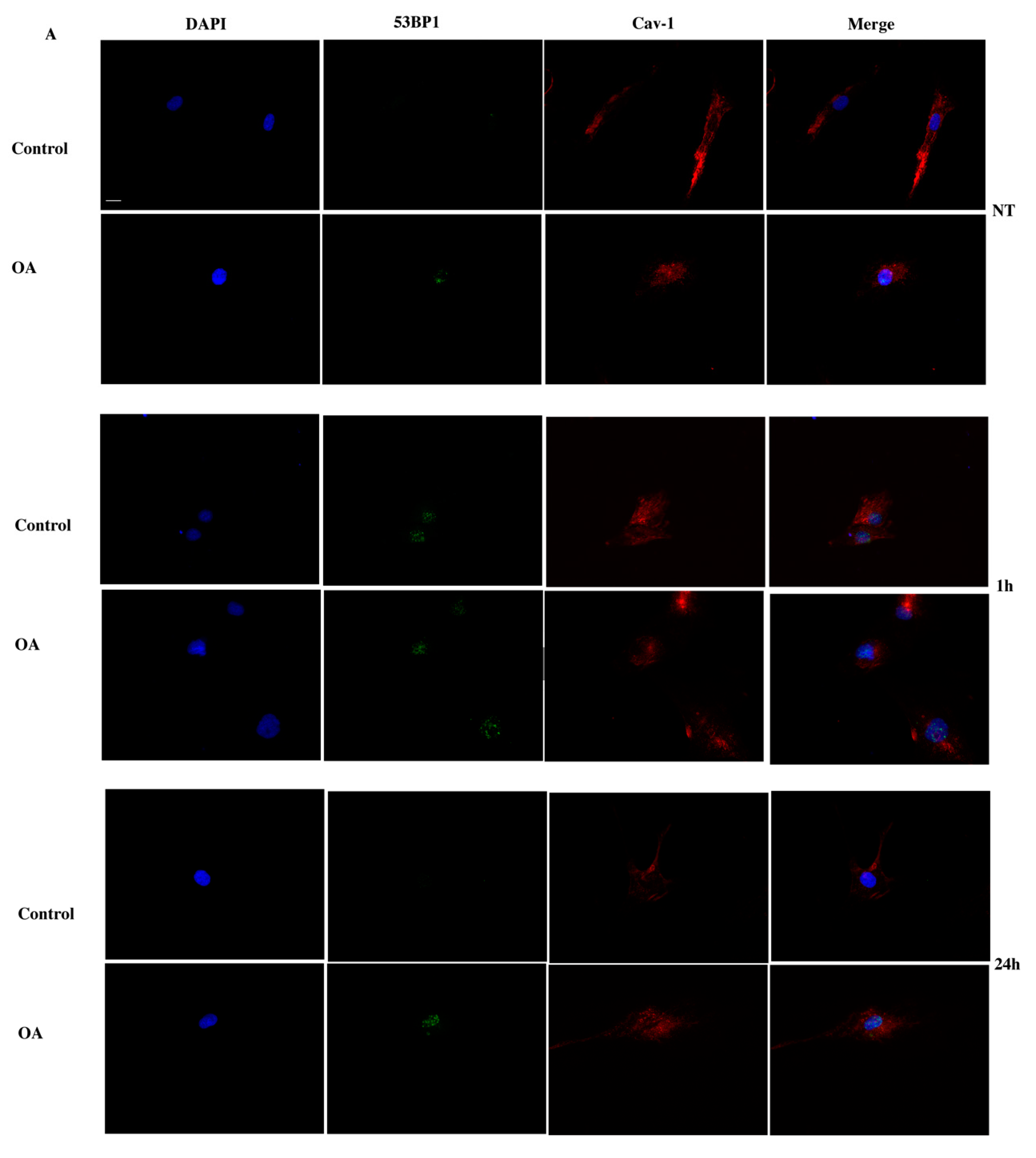 Antioxidants 09 00766 g007a Antioxidants 09 00766 g007a