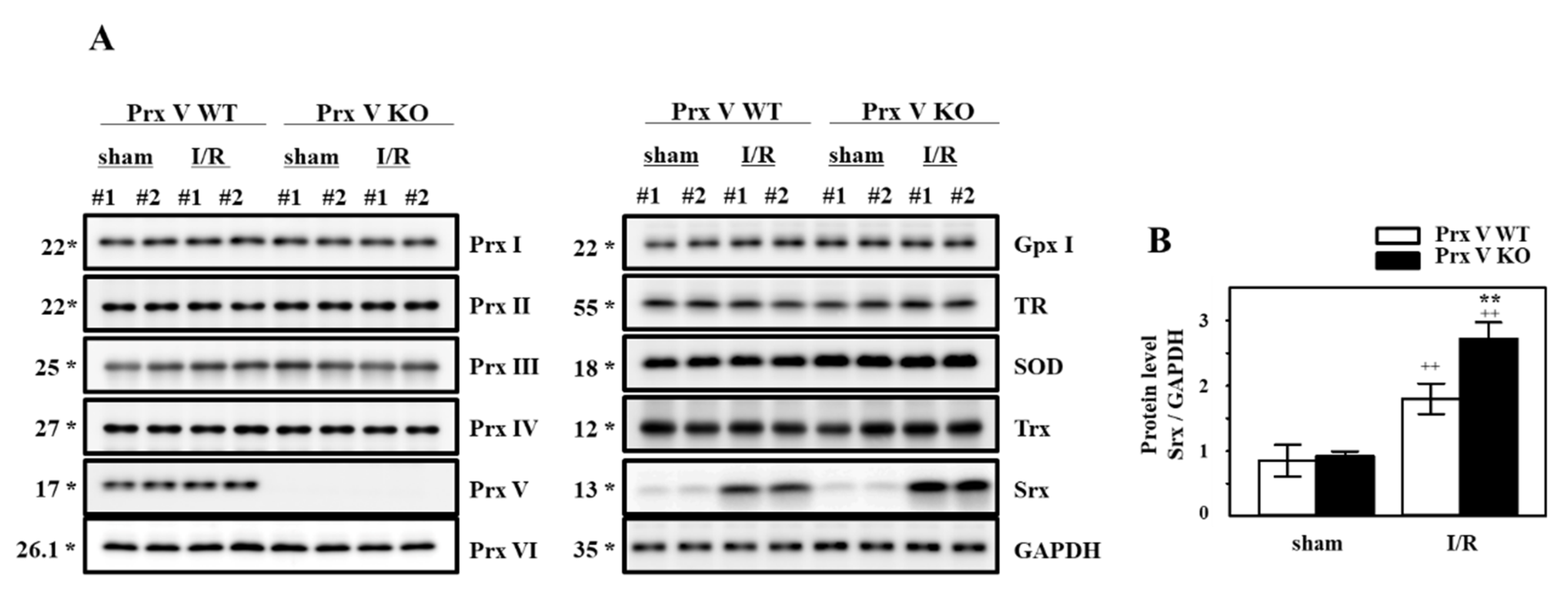 Antioxidants 09 00769 g003