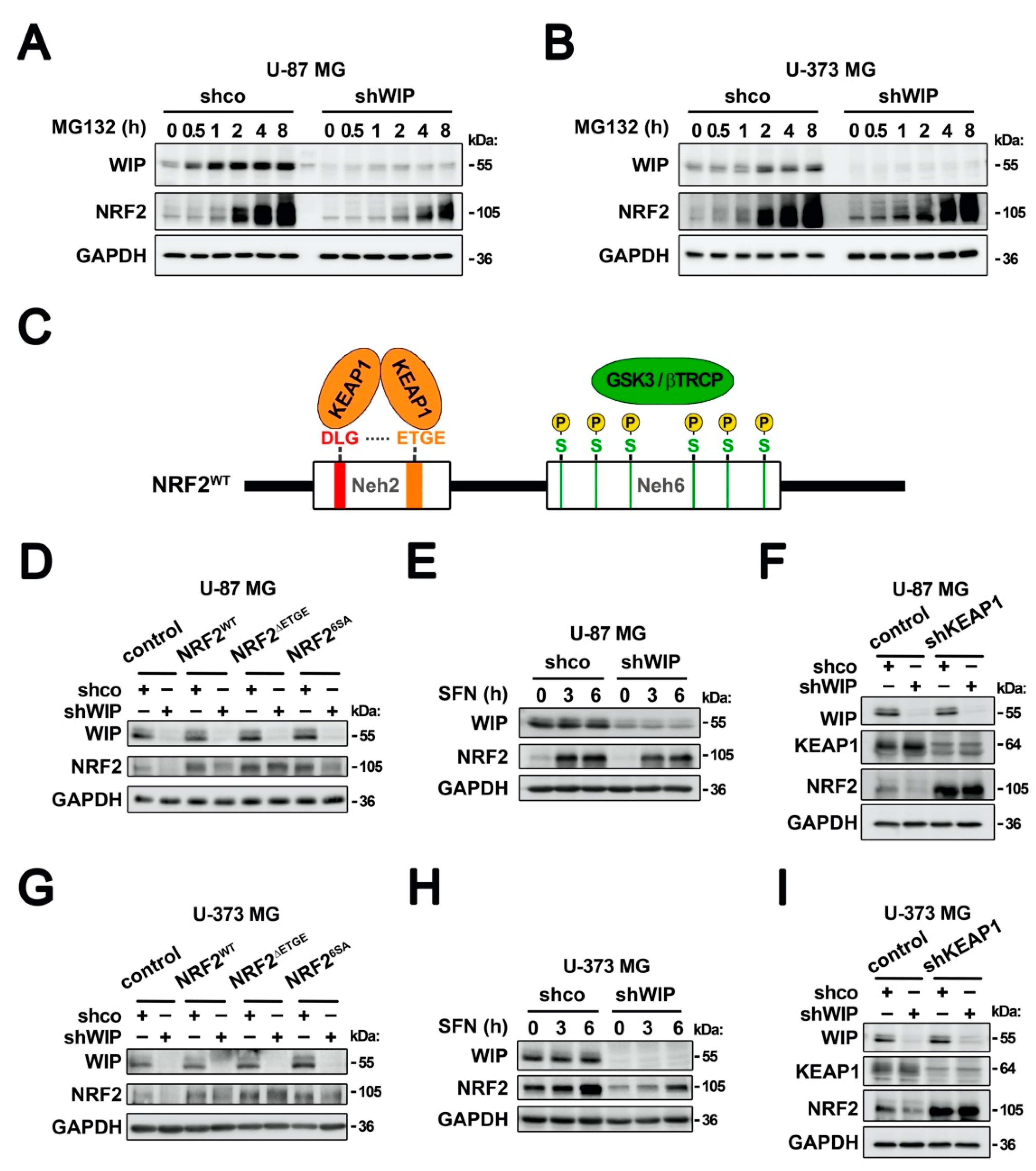 Antioxidants 09 00773 g002