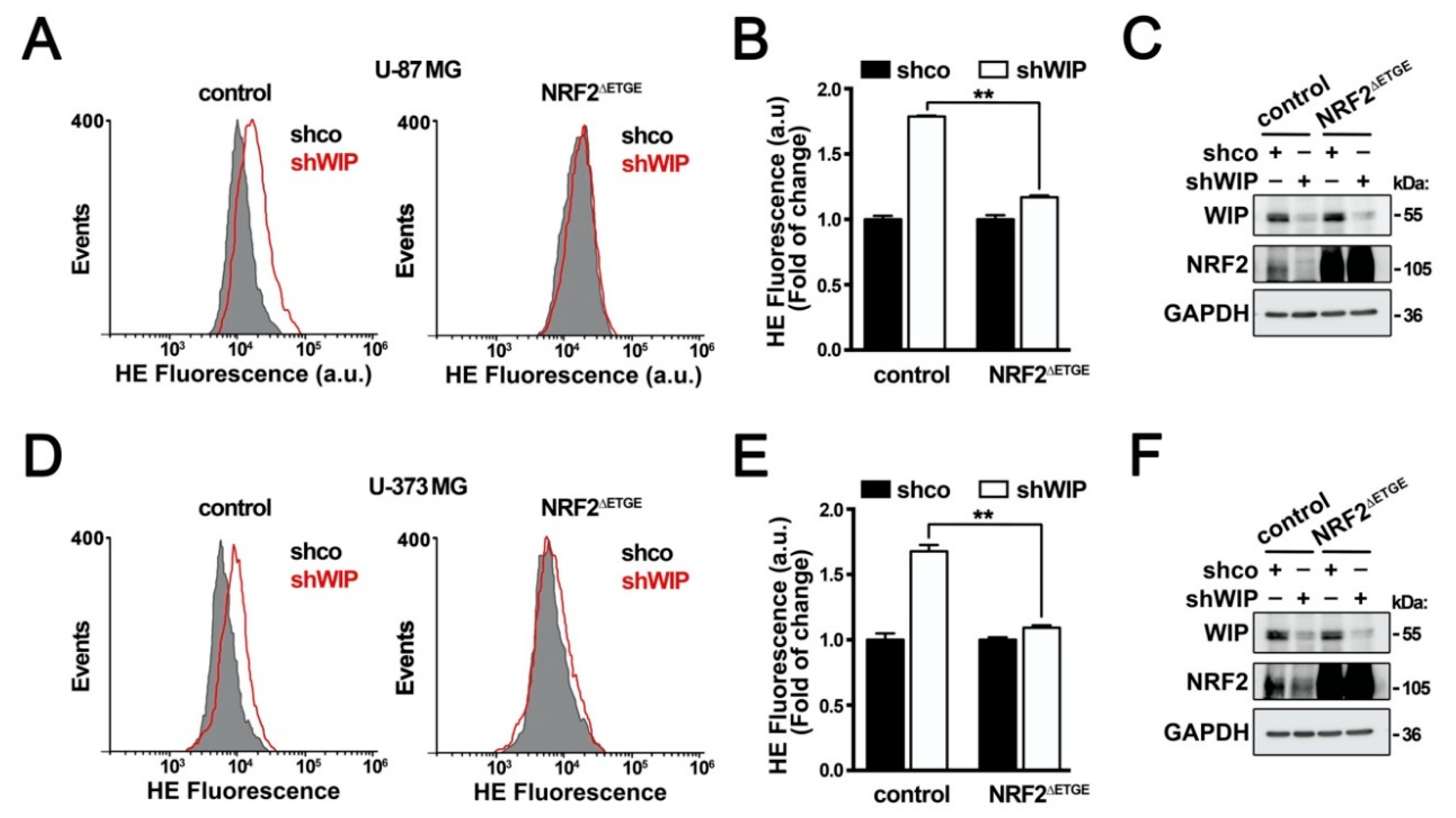 Antioxidants 09 00773 g003