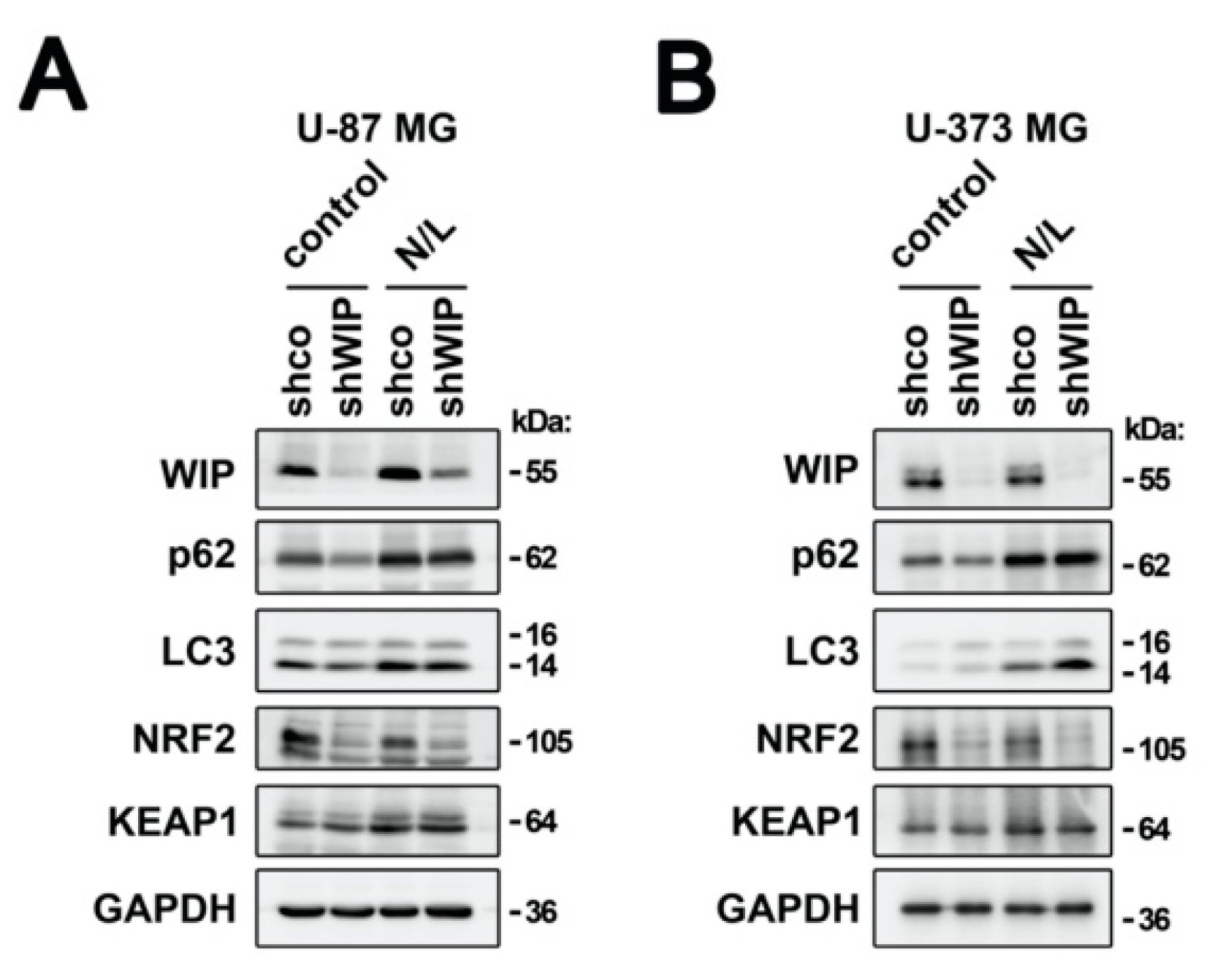 Antioxidants 09 00773 g004