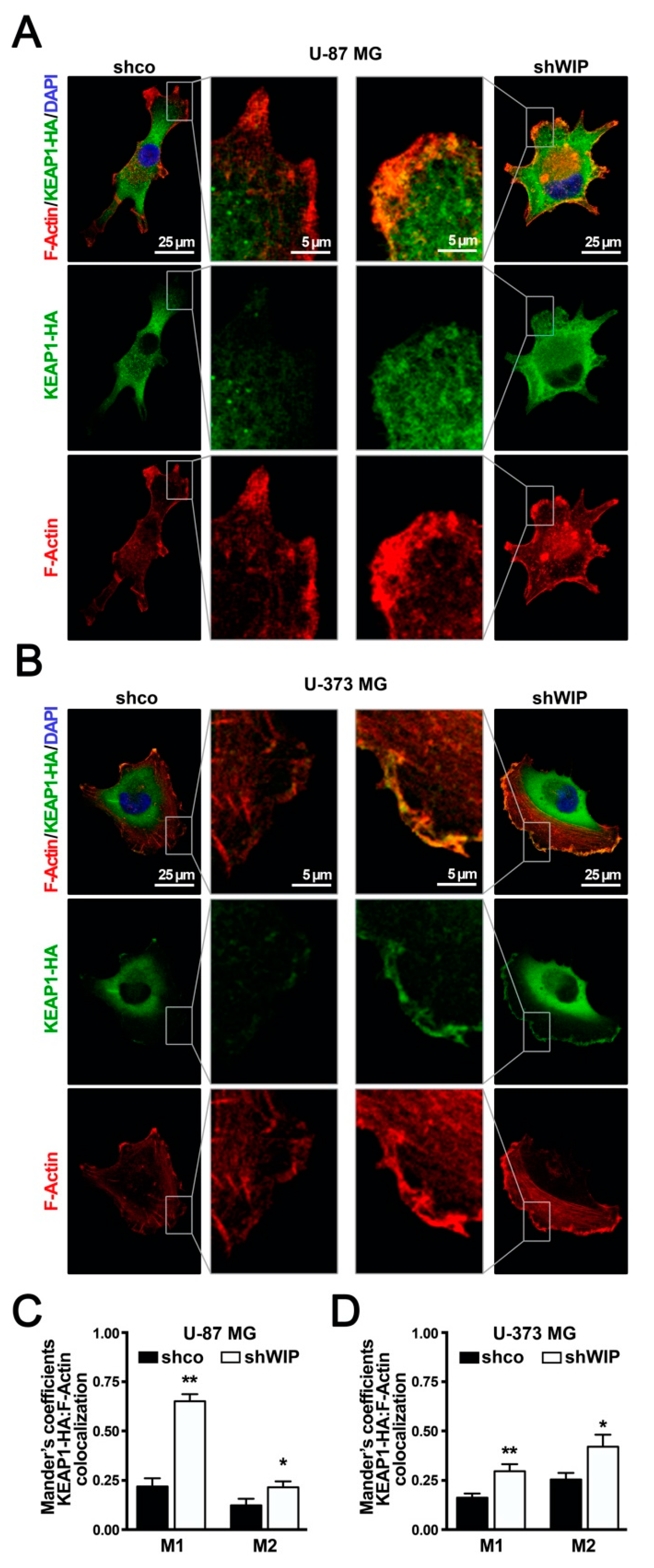 Antioxidants 09 00773 g005