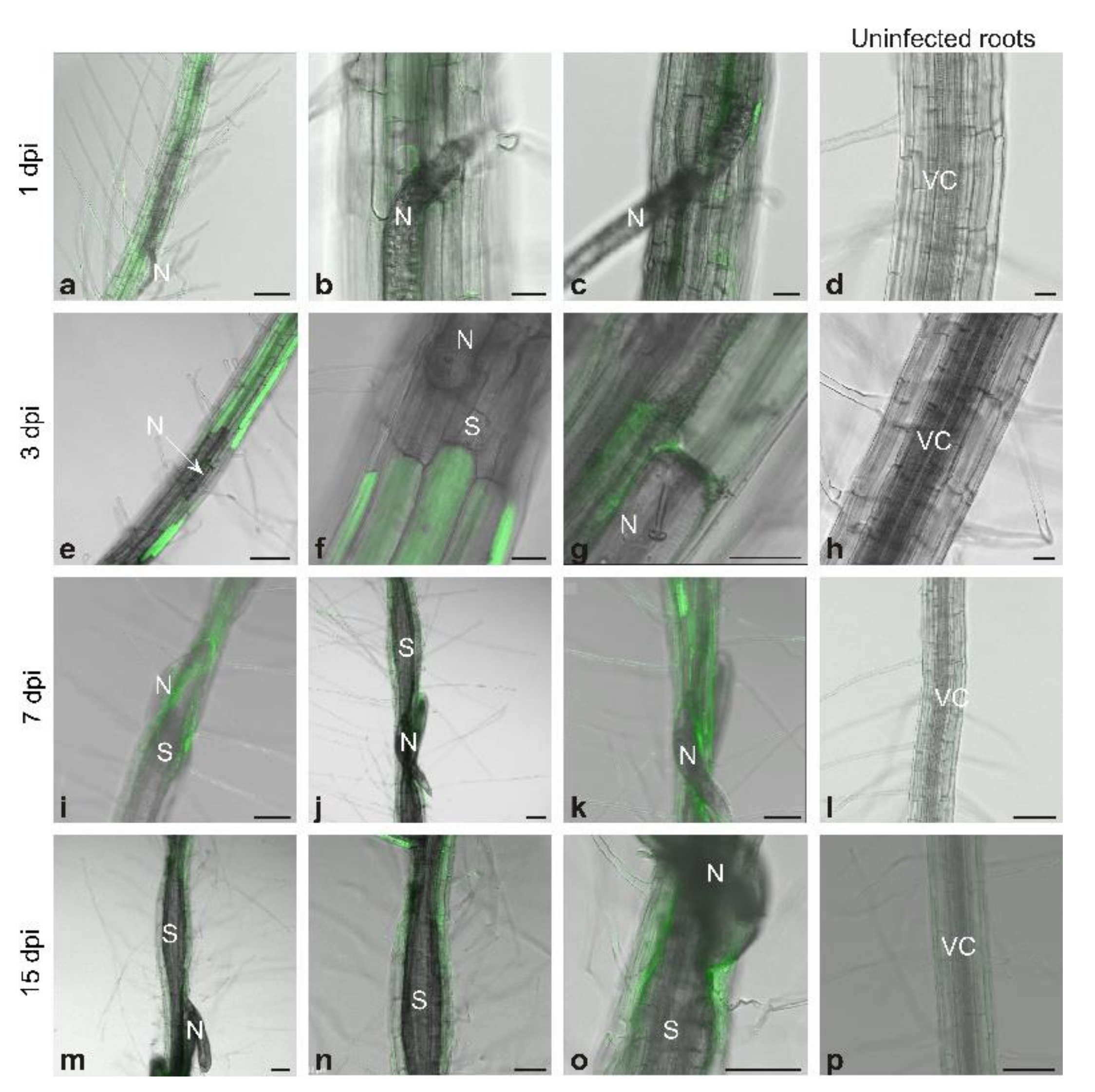 Antioxidants 09 00795 g001