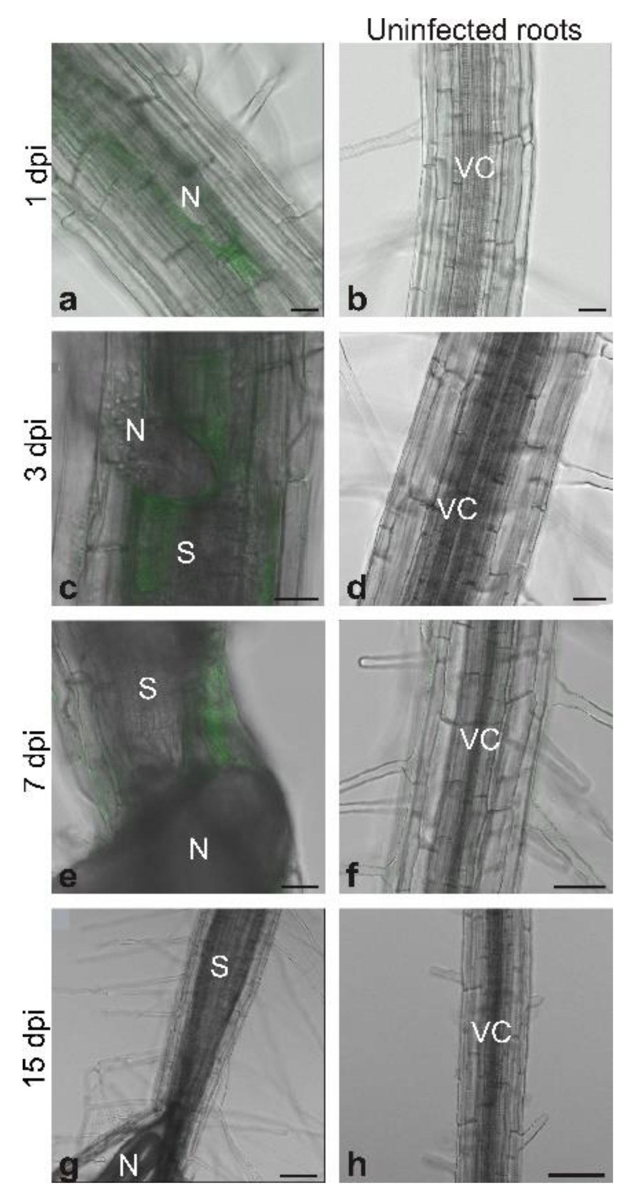 Antioxidants 09 00795 g002