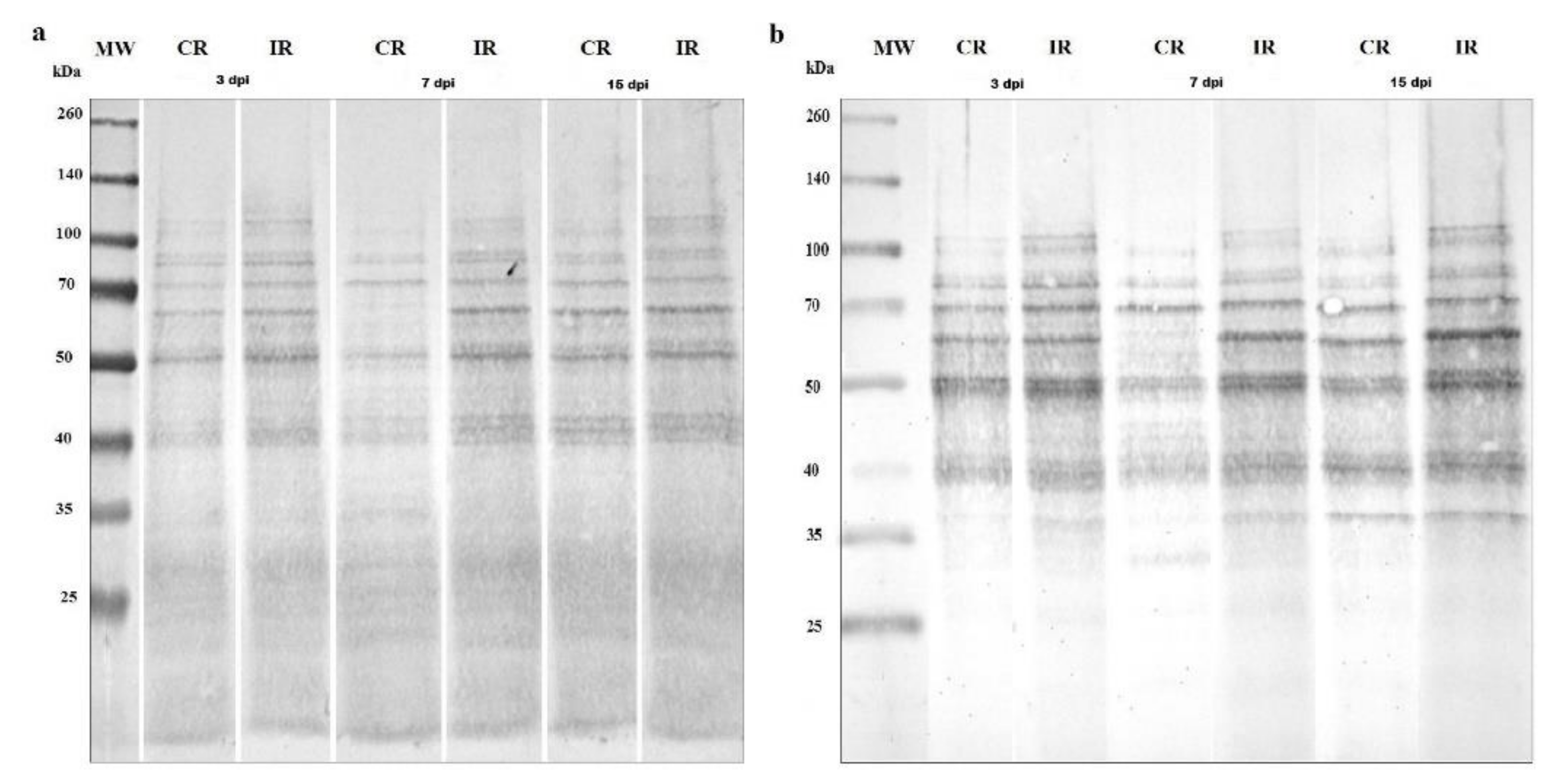 Antioxidants 09 00795 g003