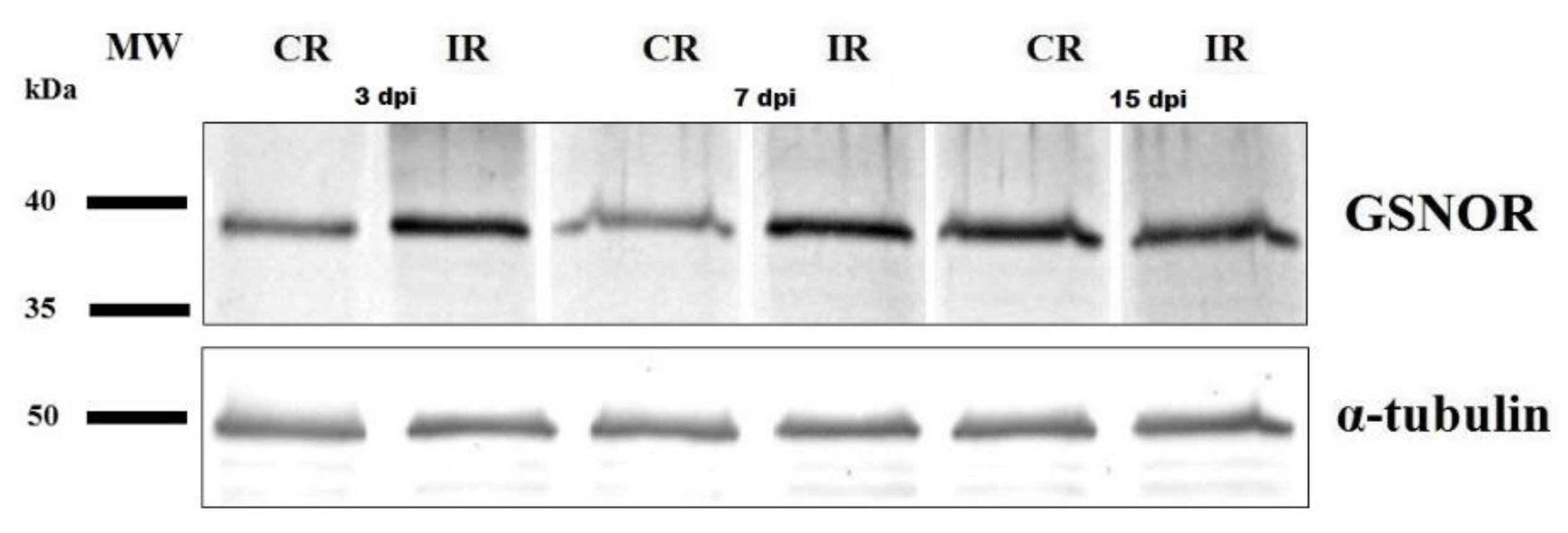 Antioxidants 09 00795 g006