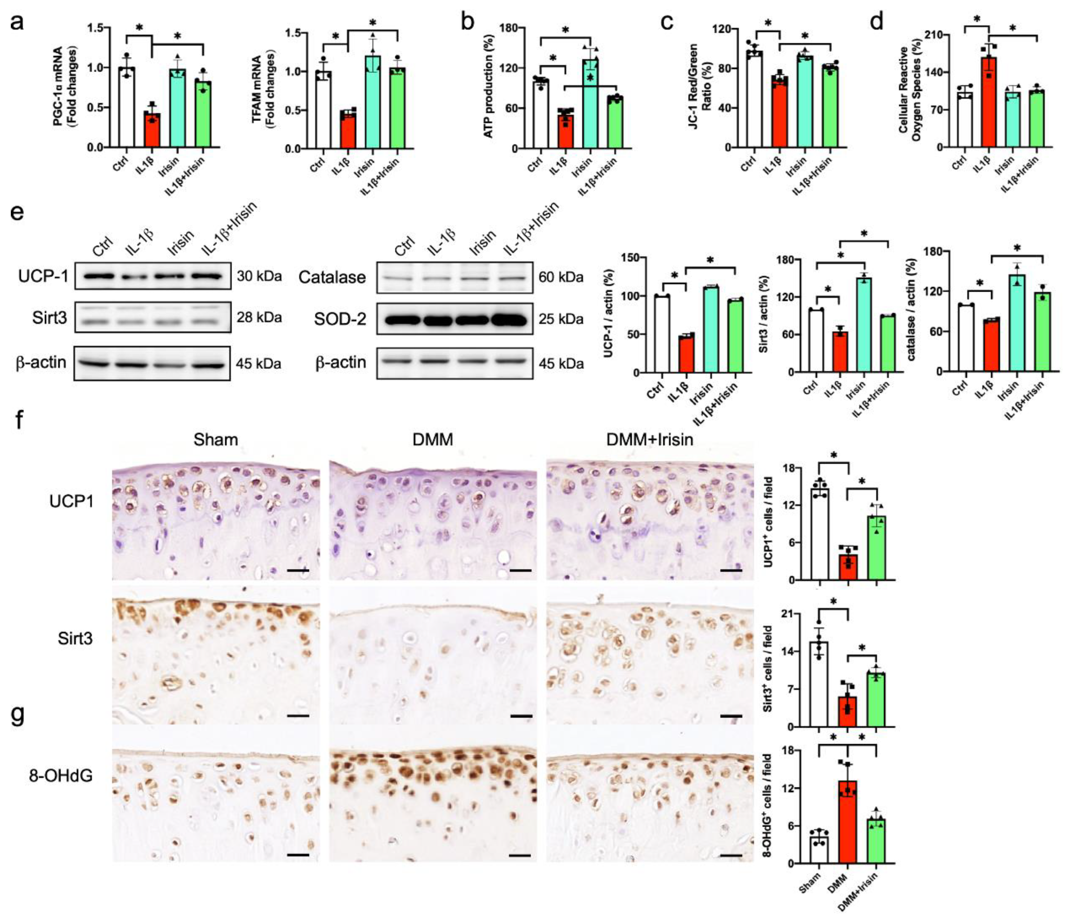 Antioxidants 09 00810 g007