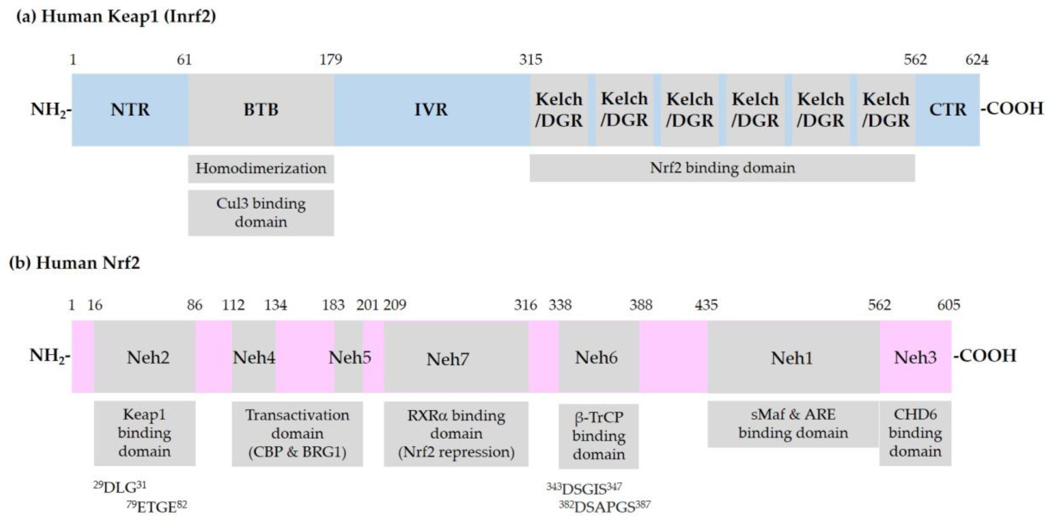 Antioxidants 09 00812 g001