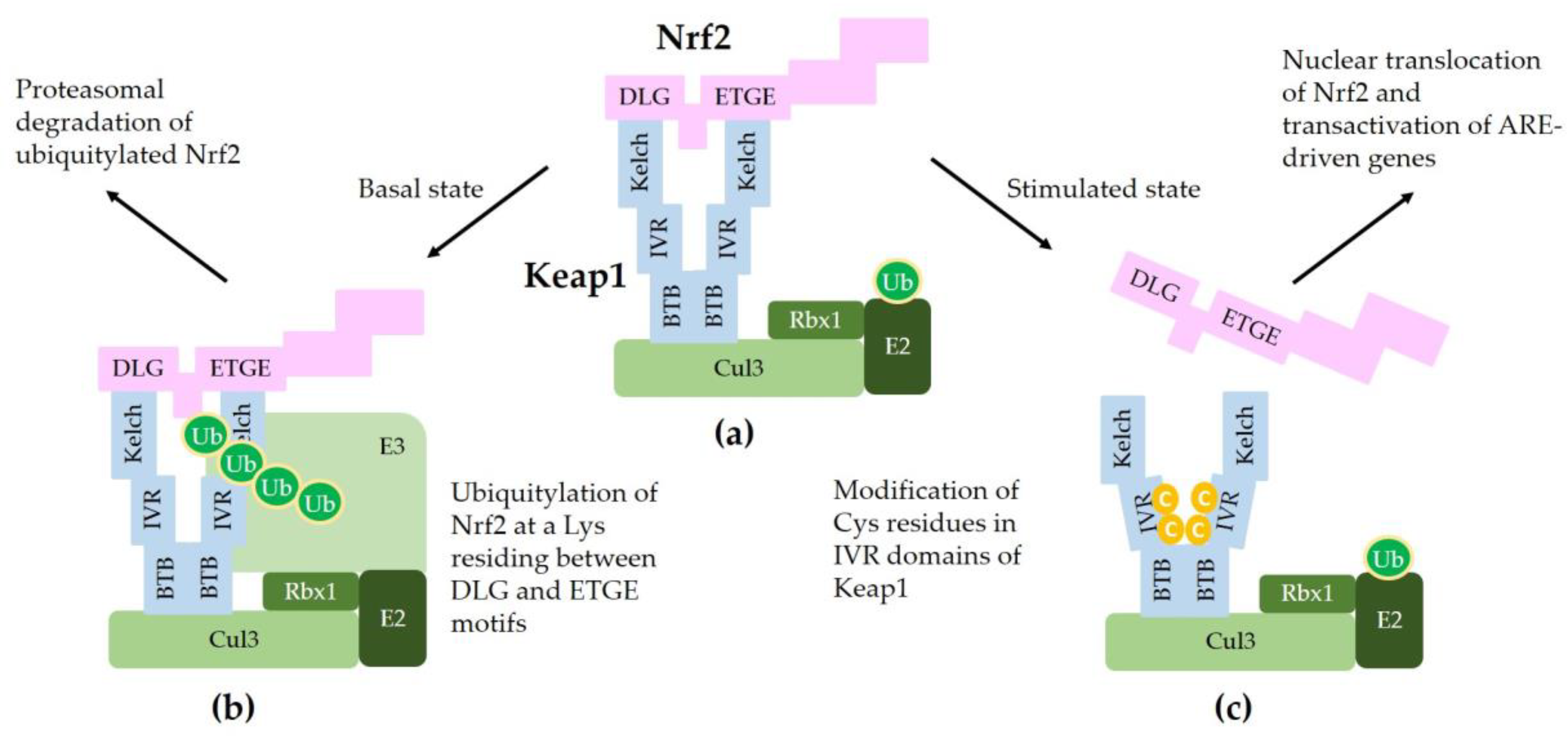Antioxidants 09 00812 g002