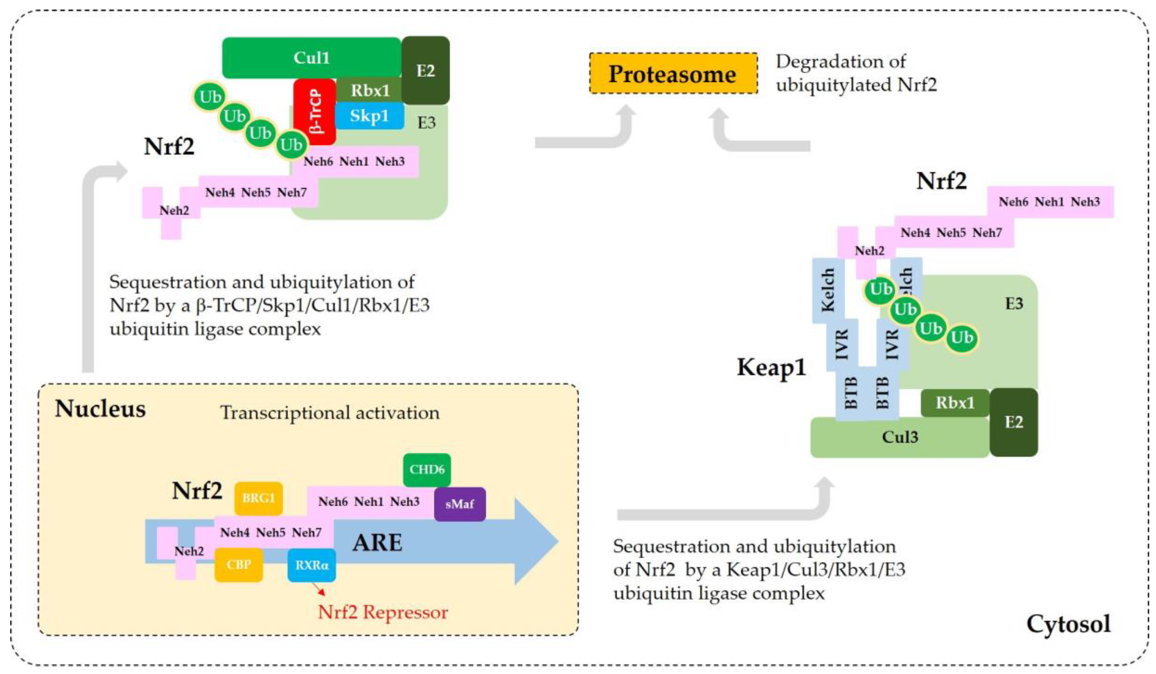Antioxidants 09 00812 g003