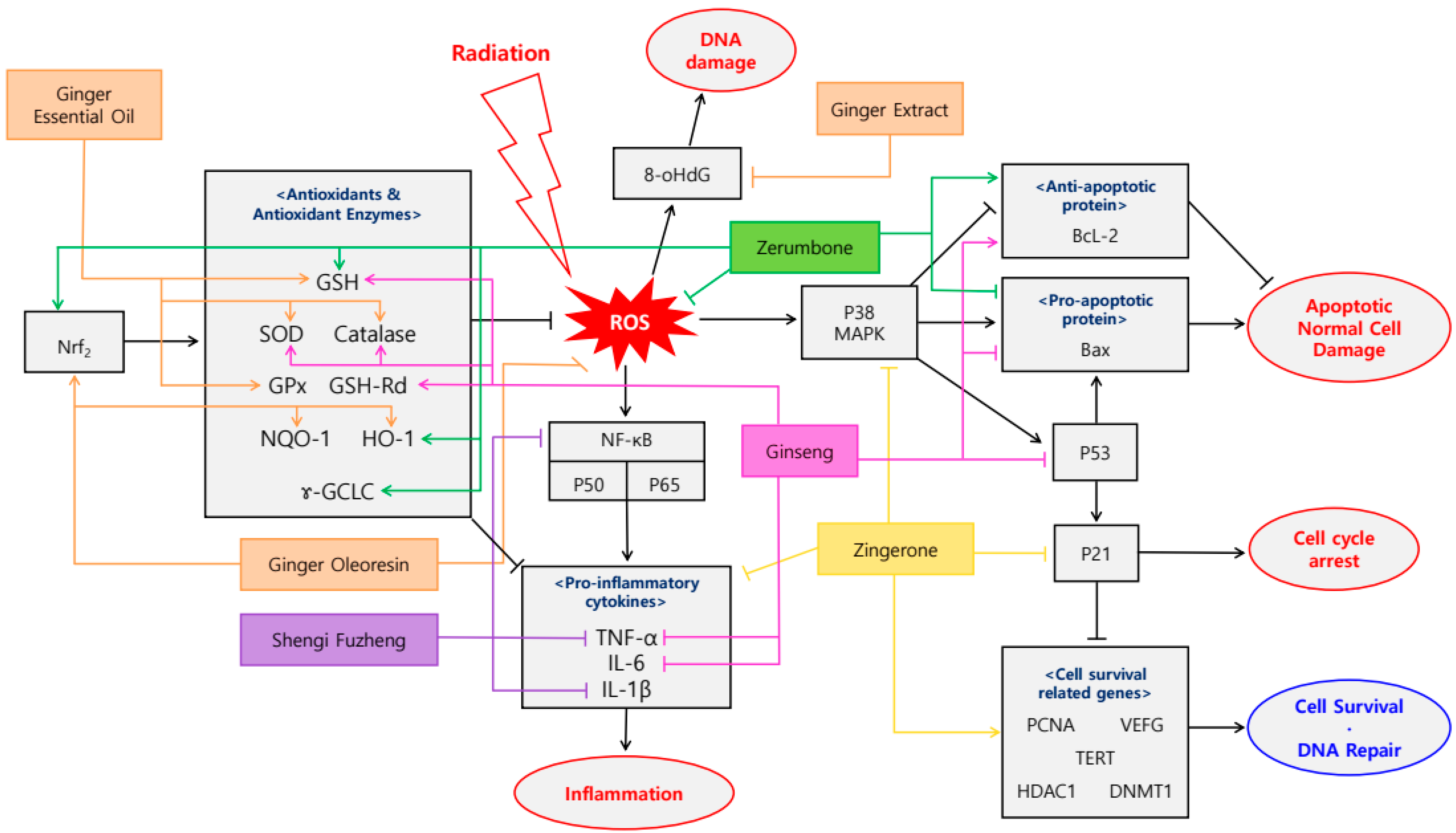 Antioxidants 09 00836 g002