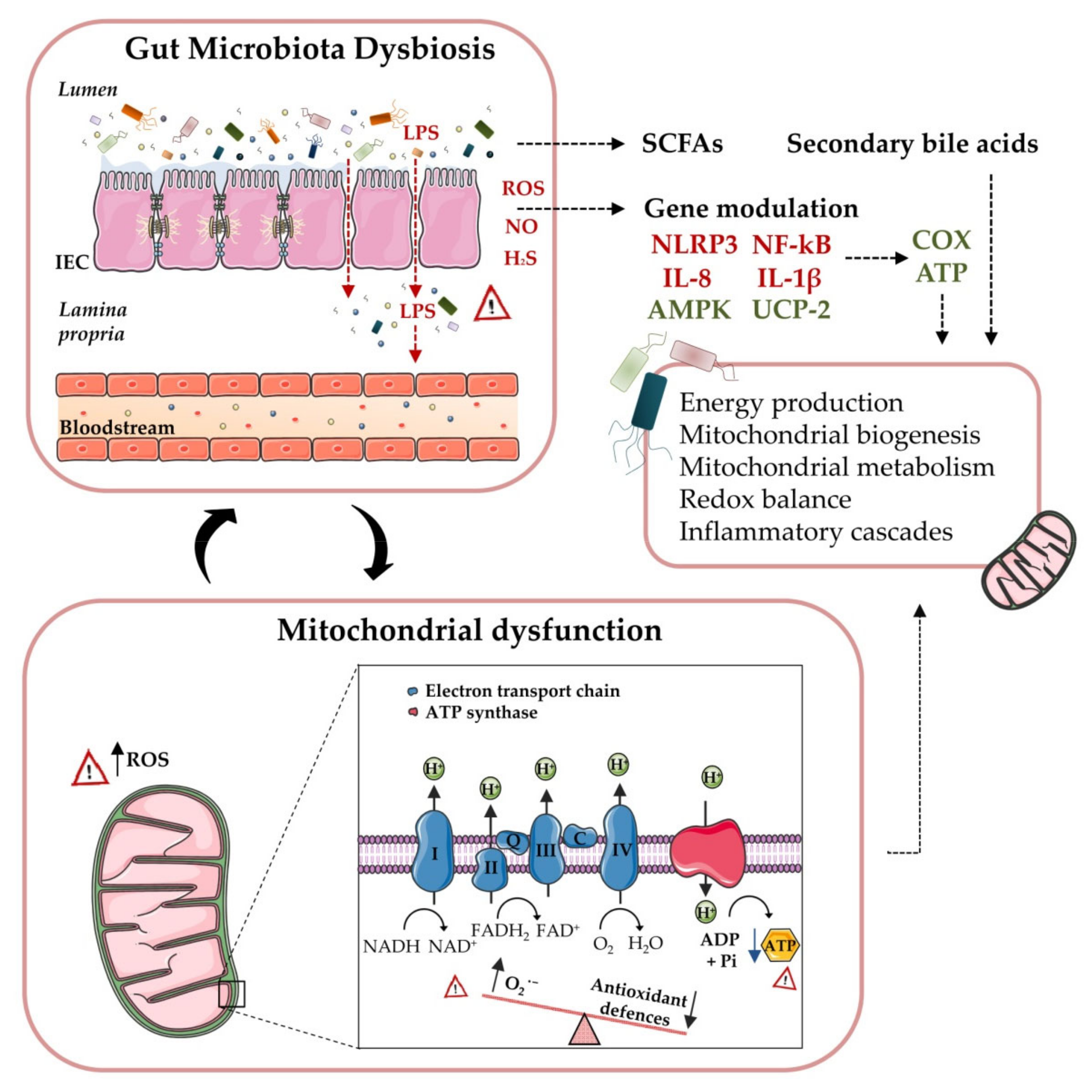 Antioxidants 09 00848 g003