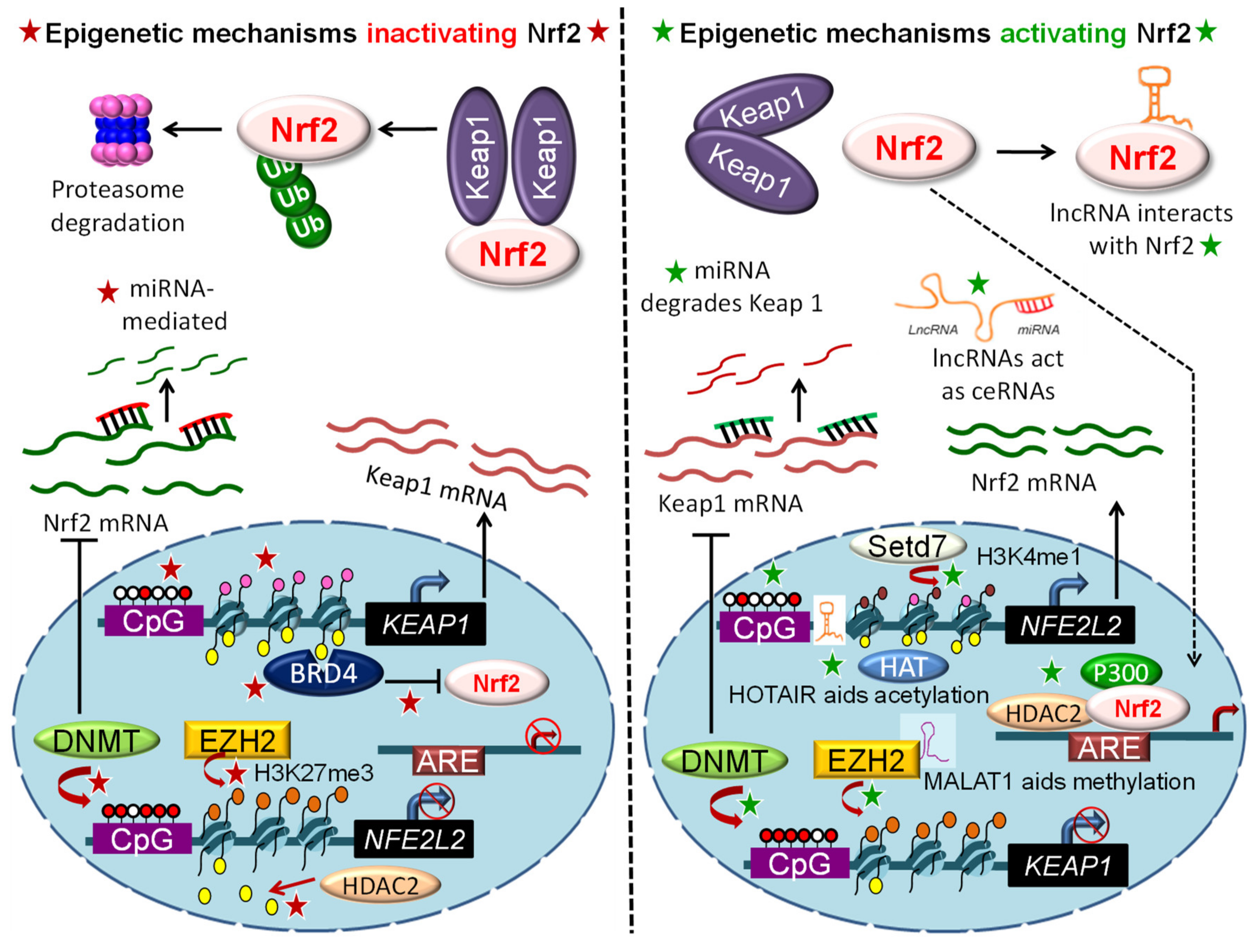 Antioxidants 09 00865 g002 Antioxidants 09 00865 g002