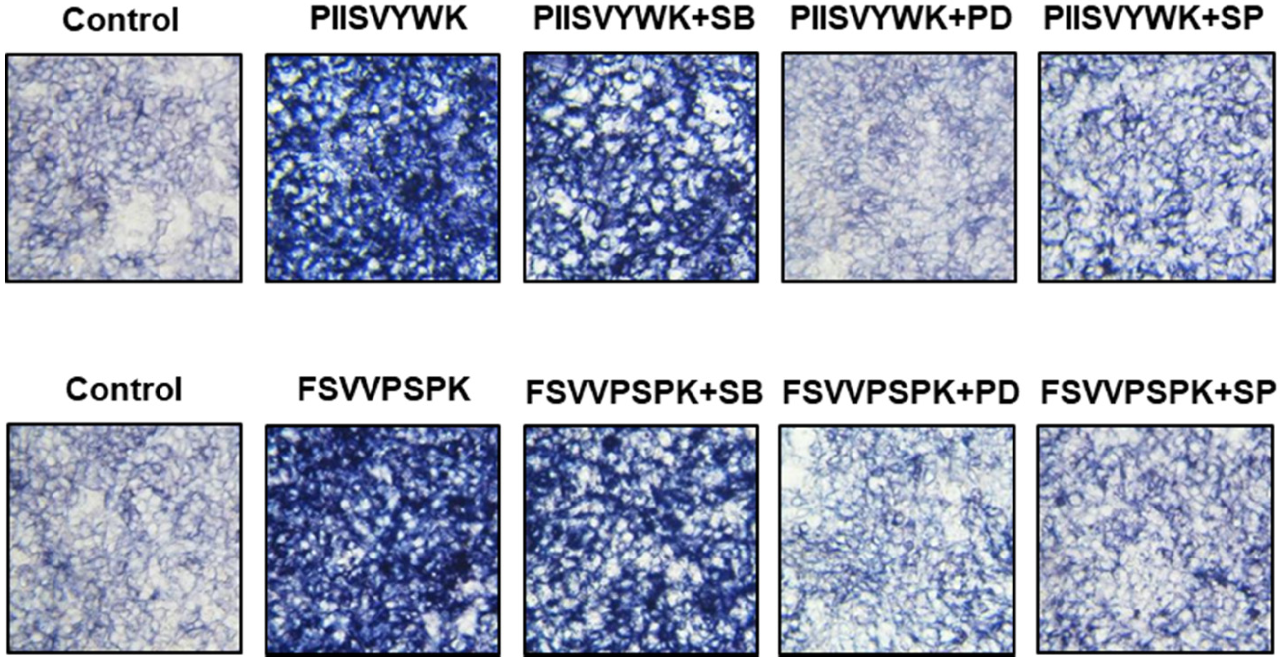 Antioxidants 09 00866 g004